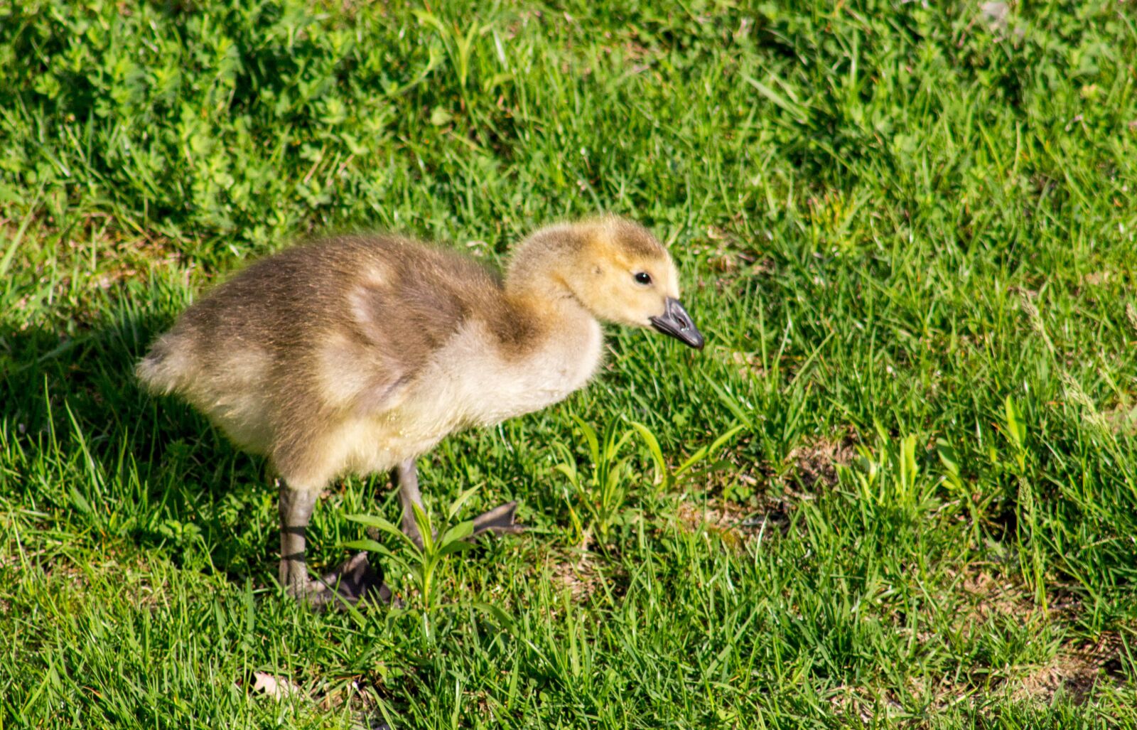 Canon EF 75-300mm f/4-5.6 USM sample photo. Grass, nature, animal photography