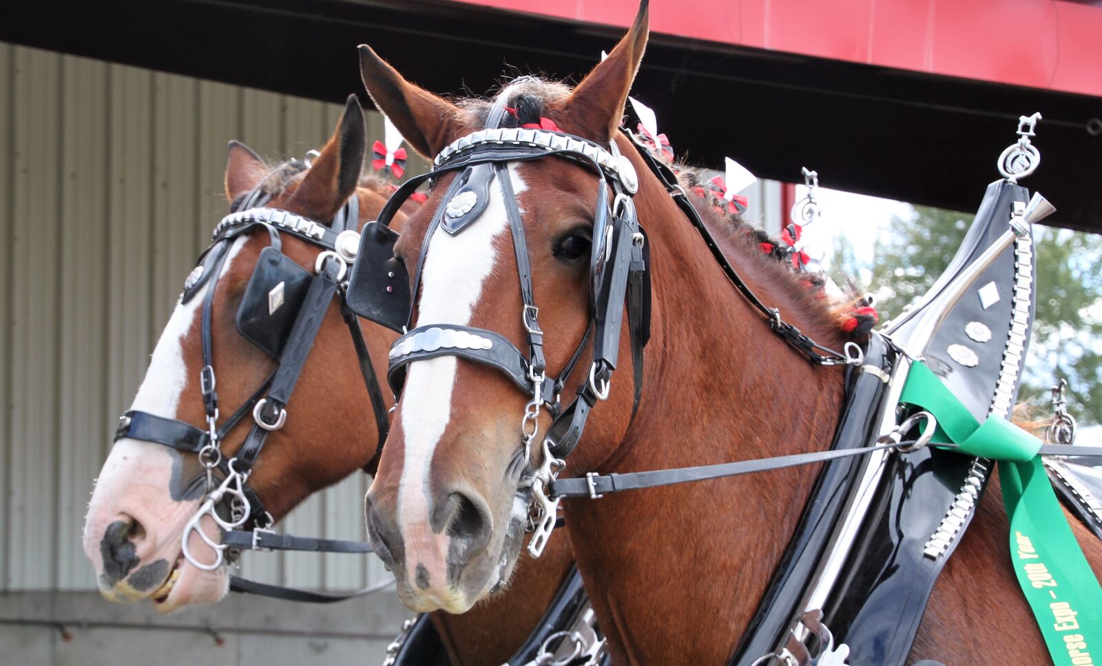 Canon EOS 500D (EOS Rebel T1i / EOS Kiss X3) sample photo. Team, wagon, horse photography