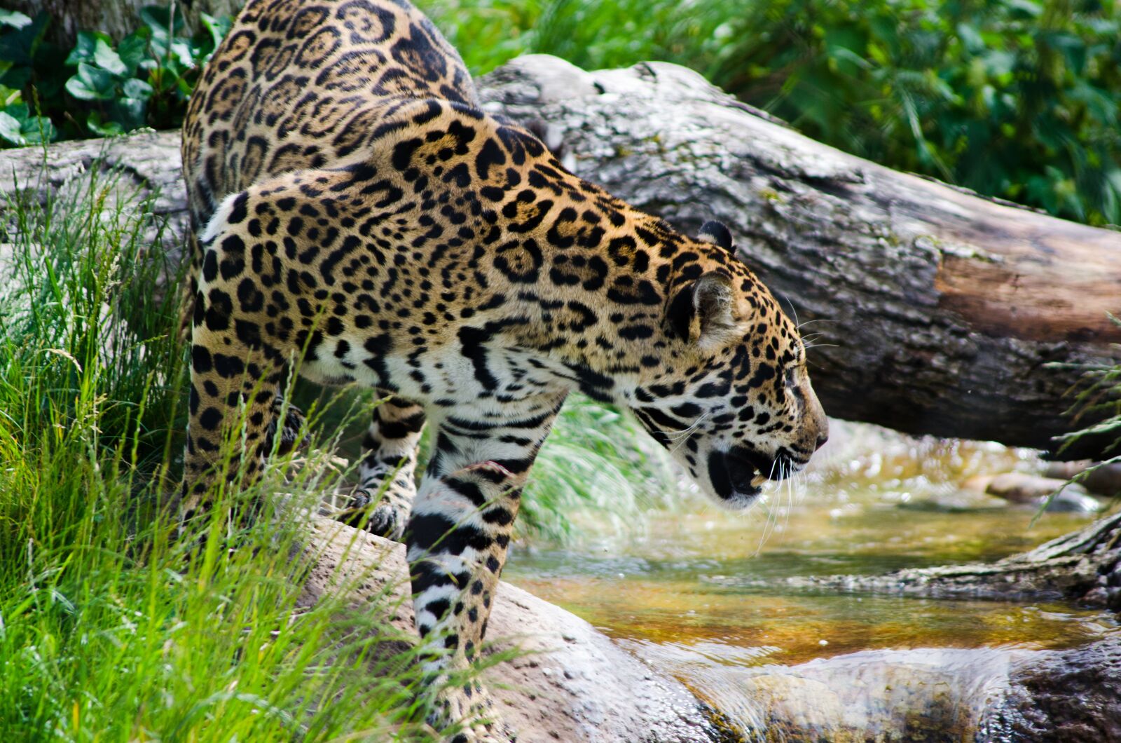 Nikon D7000 sample photo. Jaguar, big cat, wild photography
