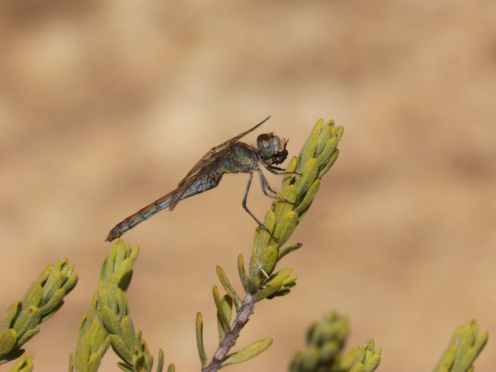 Panasonic DMC-FZ62 sample photo. Dragonfly, sympetrum striolatum, branch photography