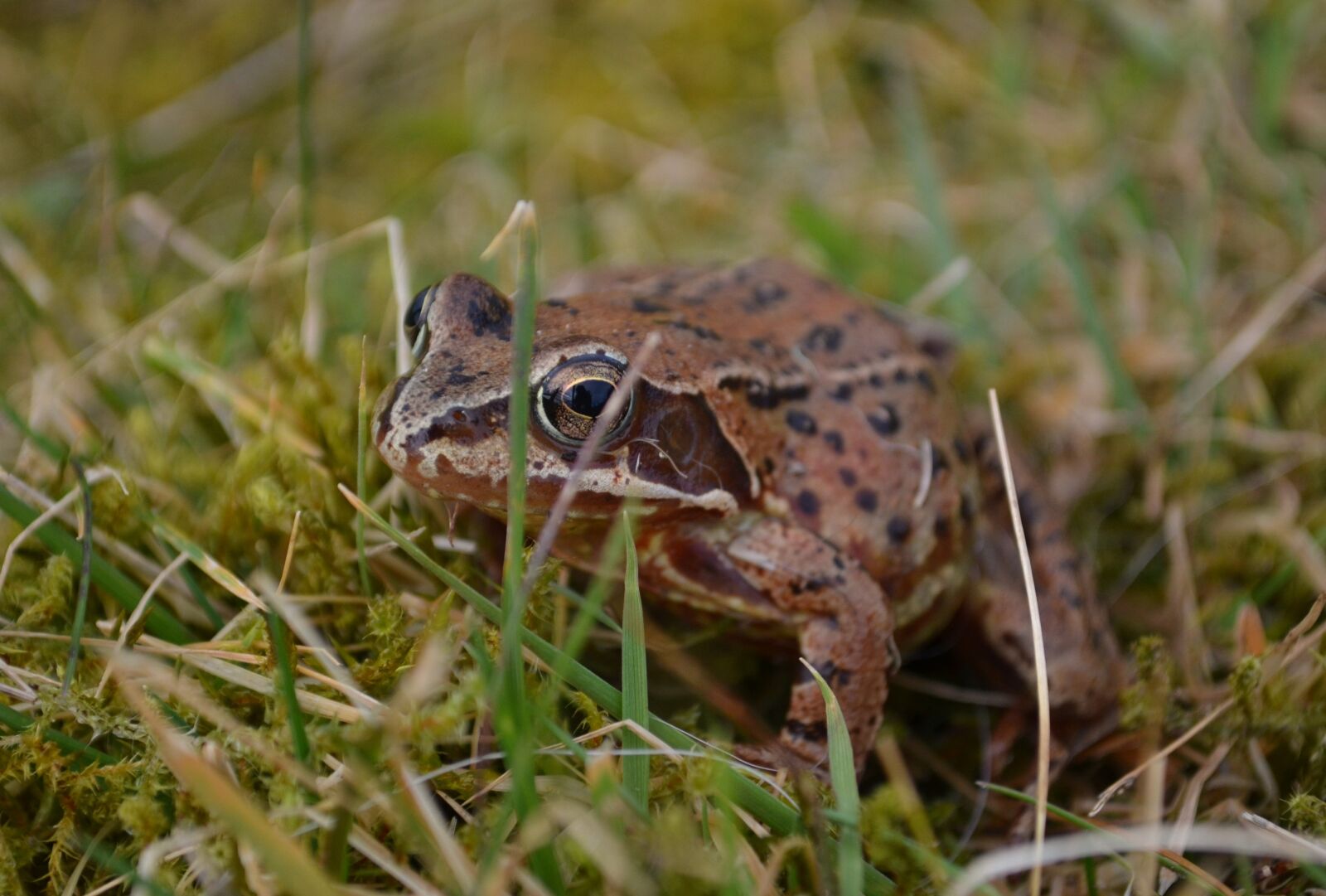 Nikon D3100 sample photo. Frog, wildlife, nature photography