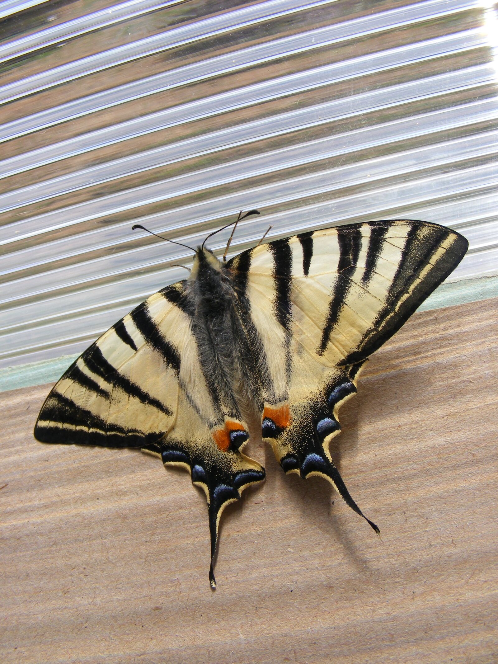 Fujifilm FinePix S5700 S700 sample photo. Animals wildlife, insects, butterflies photography