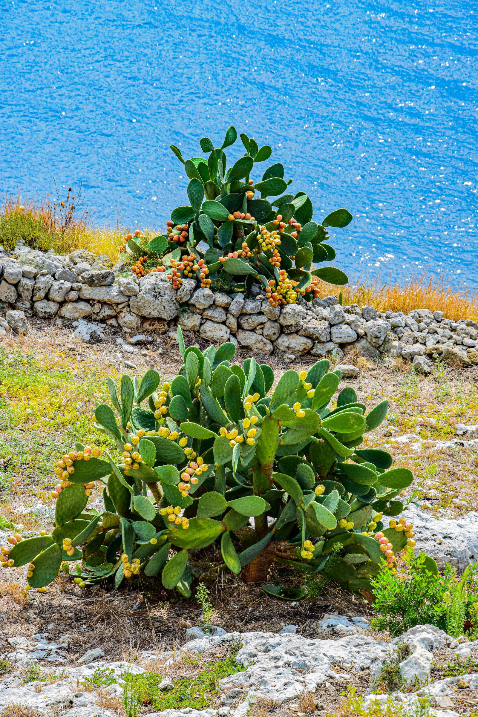 Nikon D5300 sample photo. Cactus, succulents, prickly photography