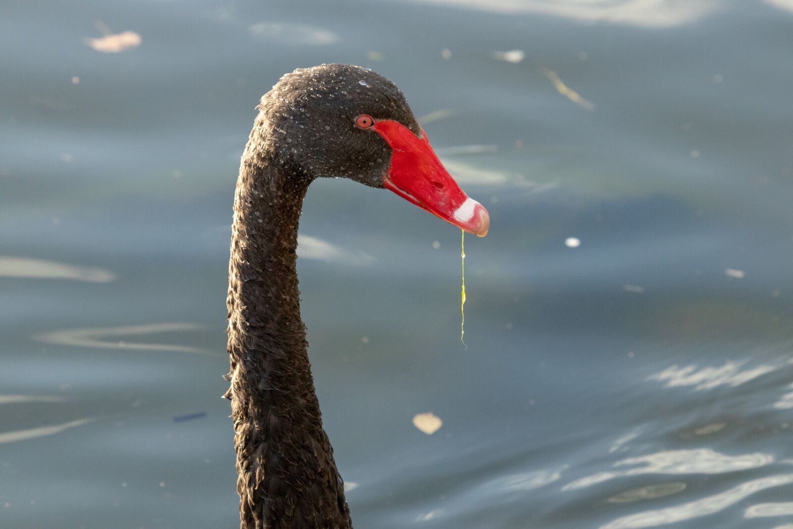 Canon EF 100-400mm F4.5-5.6L IS USM sample photo. Swan, black swan, water photography