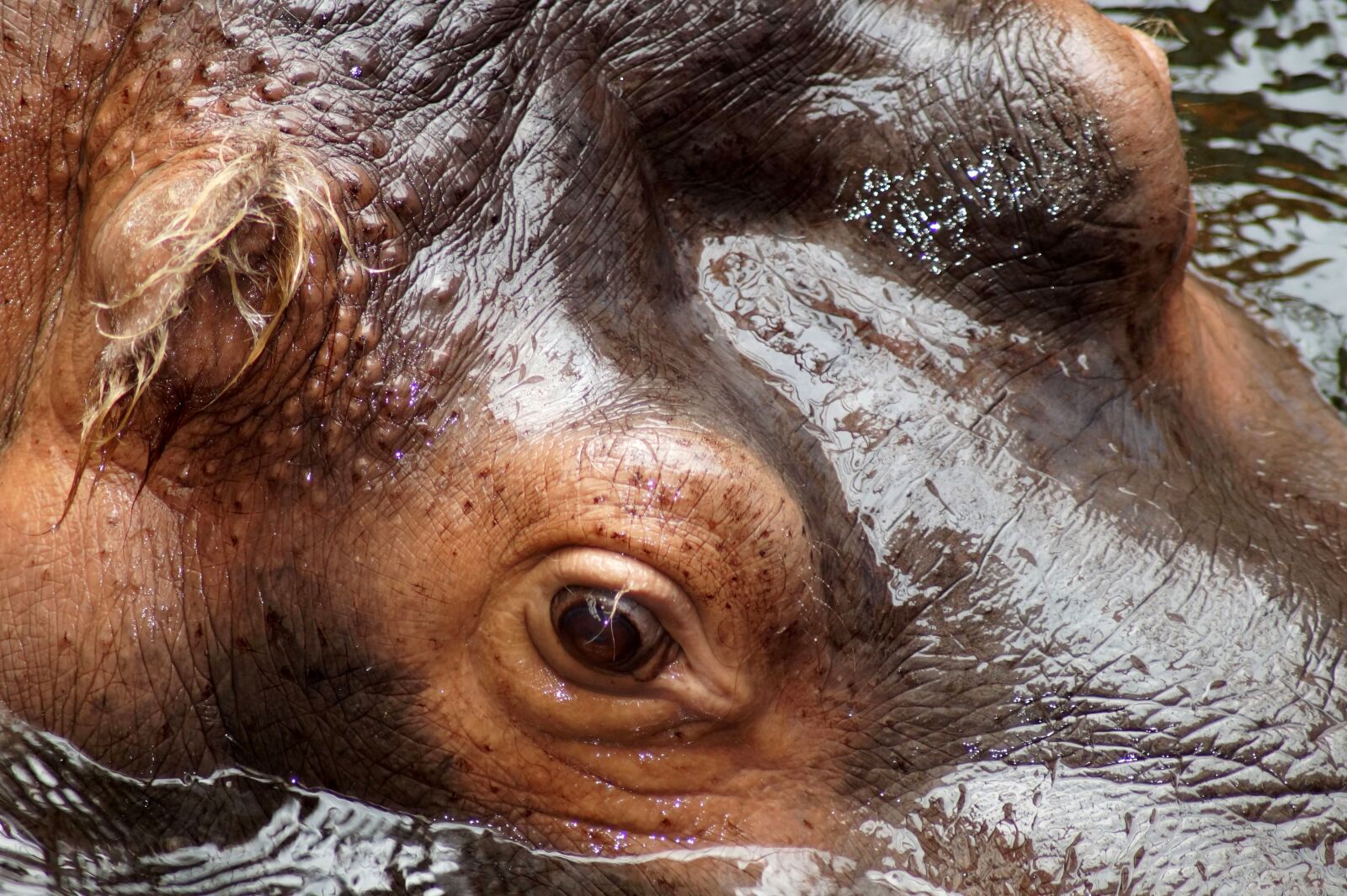 Sony SLT-A58 sample photo. Hippopotamus, hippo, eye photography
