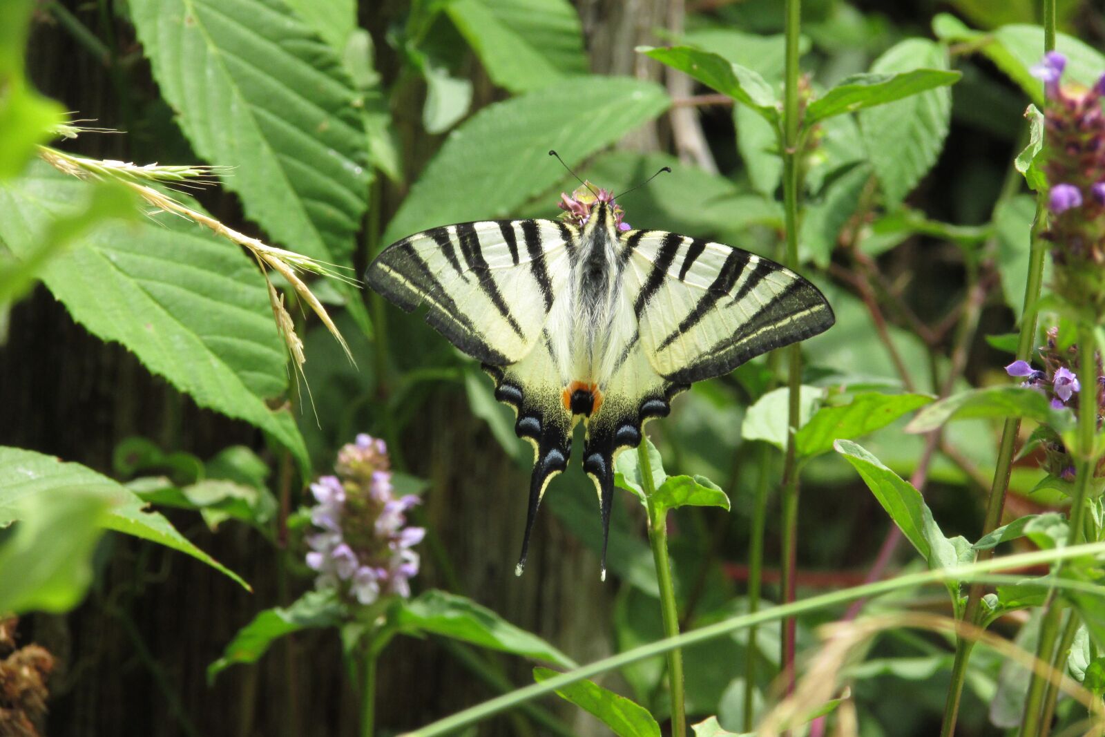 Canon PowerShot SX400 IS sample photo. Butterfly, greens, leaves photography