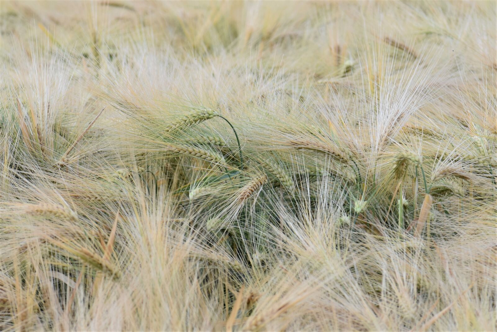 Nikon D5500 sample photo. Wheat, winter wheat, cereals photography