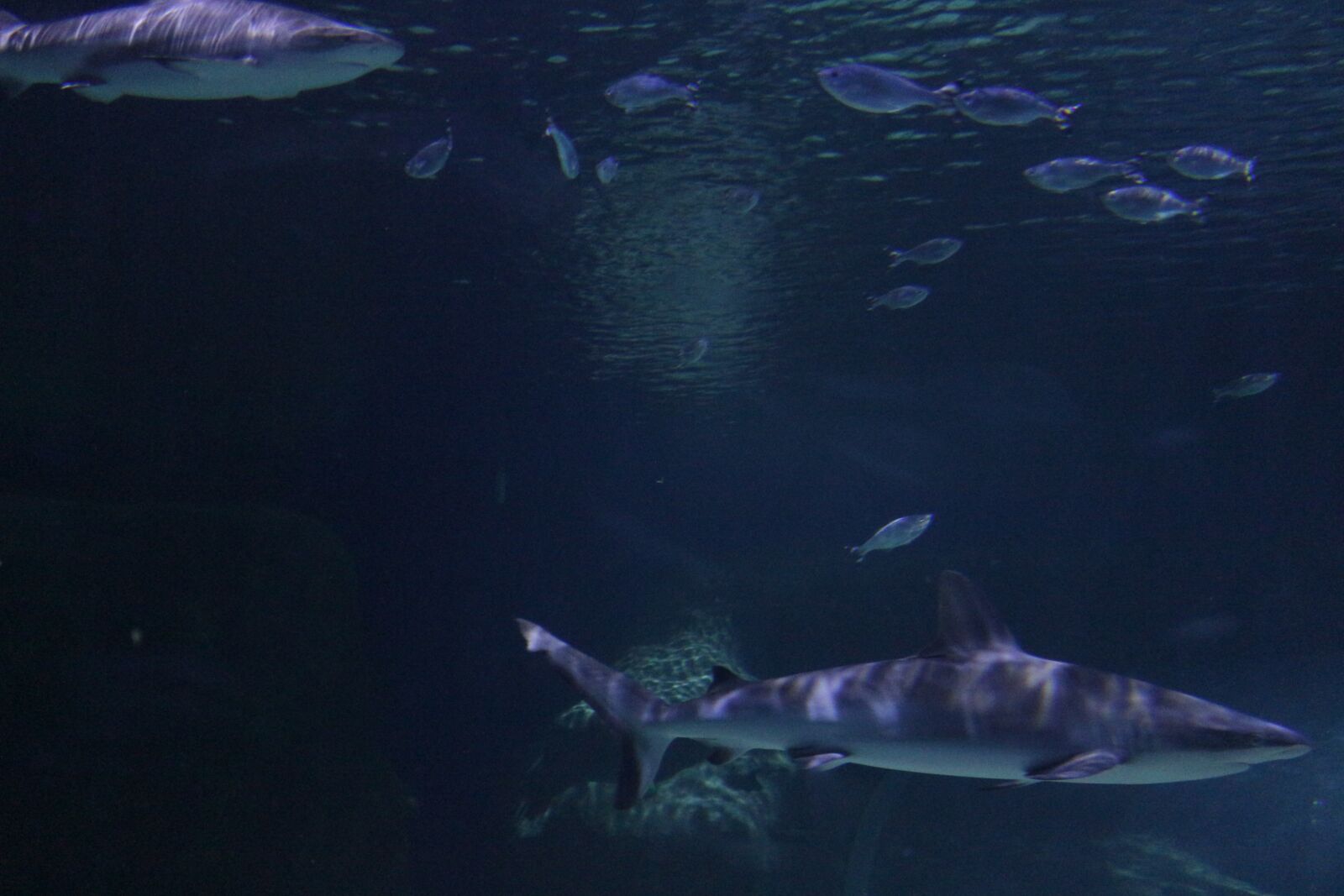 Canon EOS 700D (EOS Rebel T5i / EOS Kiss X7i) sample photo. Shark, underwater, fish photography
