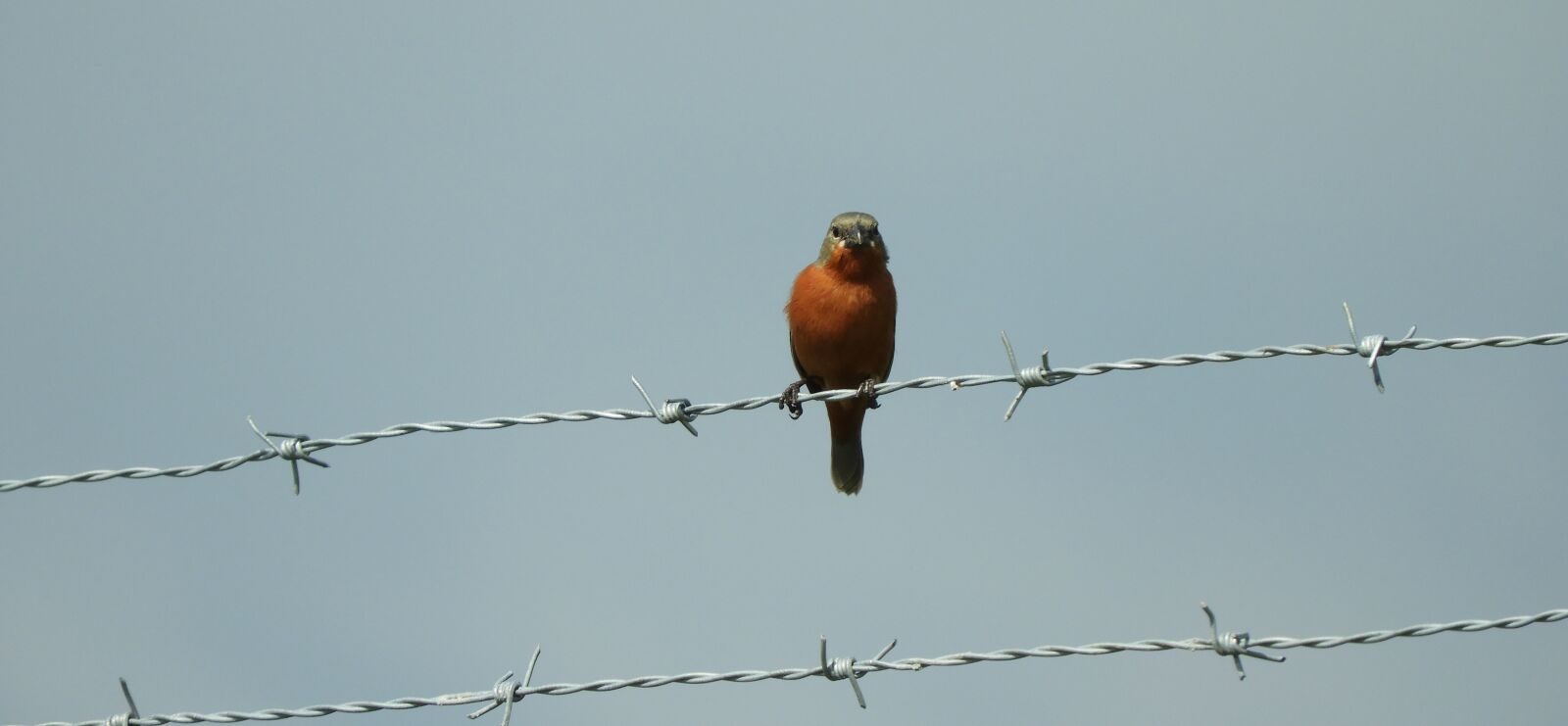 Nikon Coolpix B700 sample photo. Nature, ave, bird photography