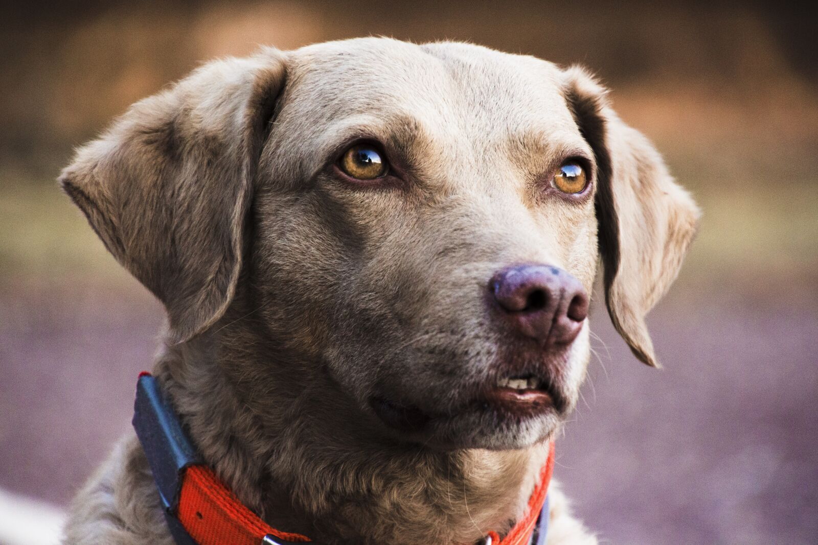 Canon EOS 700D (EOS Rebel T5i / EOS Kiss X7i) sample photo. Dog, pet, animal photography