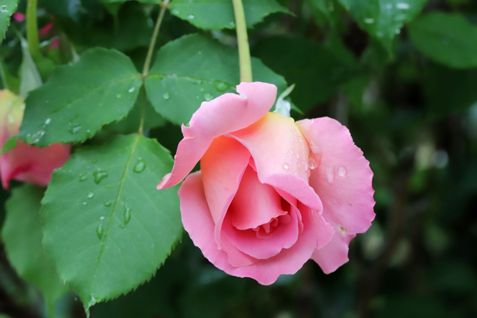 Canon EOS 6D Mark II sample photo. Rose, flowers, nature photography