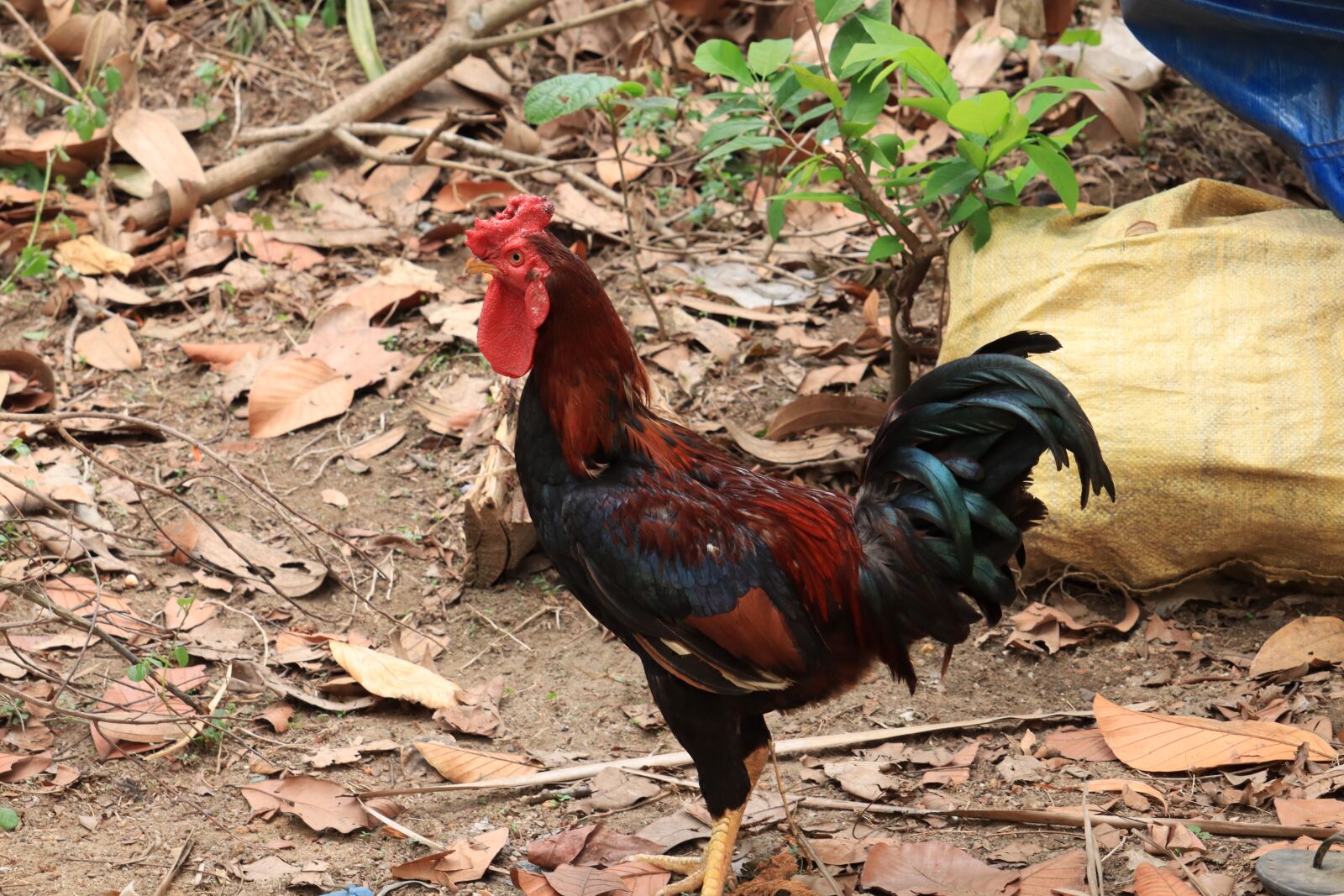 Canon EOS 250D (EOS Rebel SL3 / EOS Kiss X10 / EOS 200D II) sample photo. Kerala, hen, chicken photography