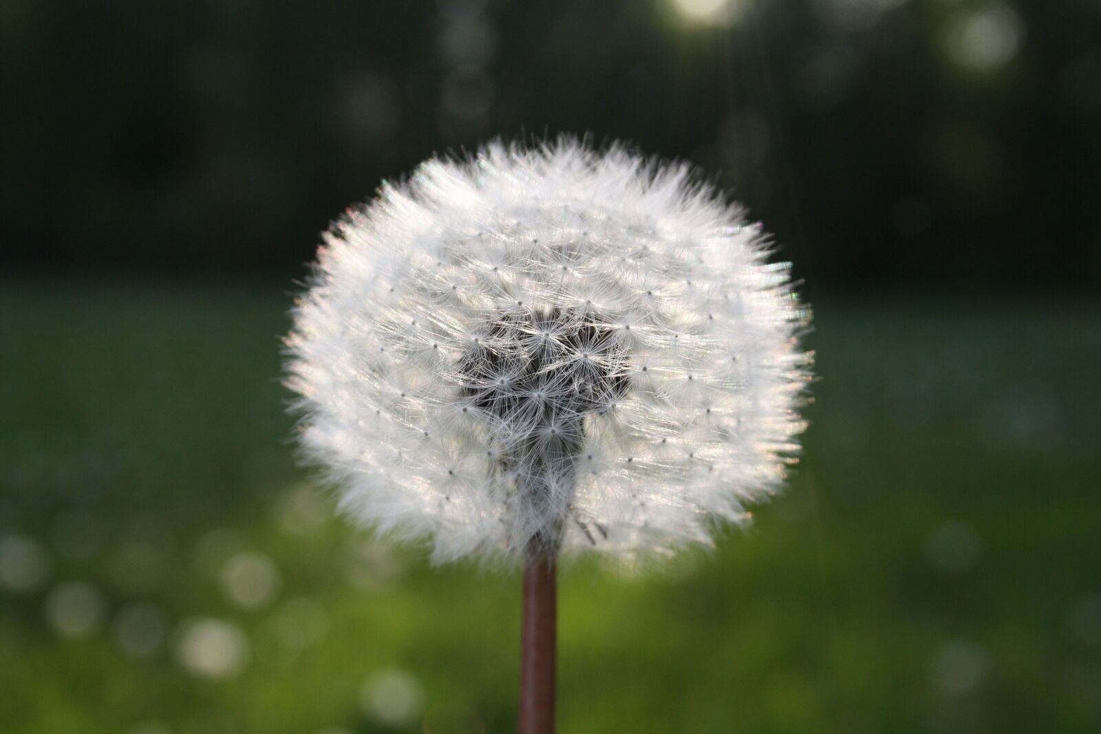 Canon EOS 1000D (EOS Digital Rebel XS / EOS Kiss F) sample photo. Flower, seeds, dandelion photography