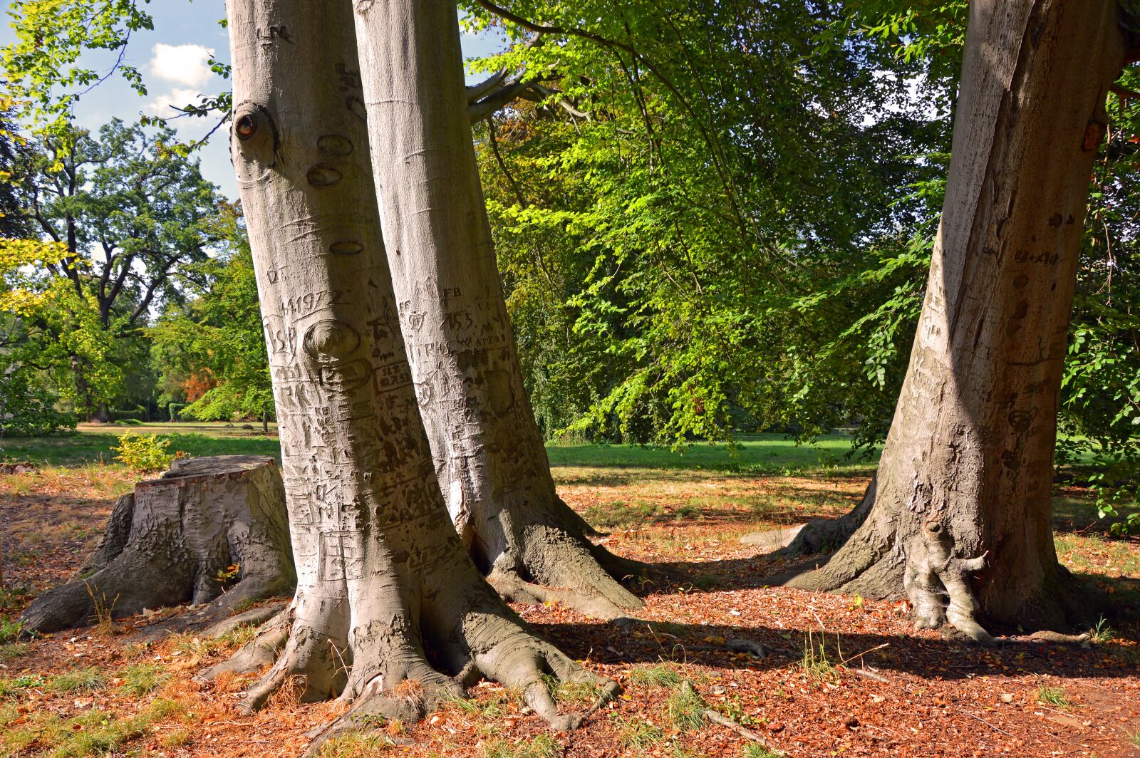 Nikon D3200 sample photo. Trees, strains, tree trunks photography
