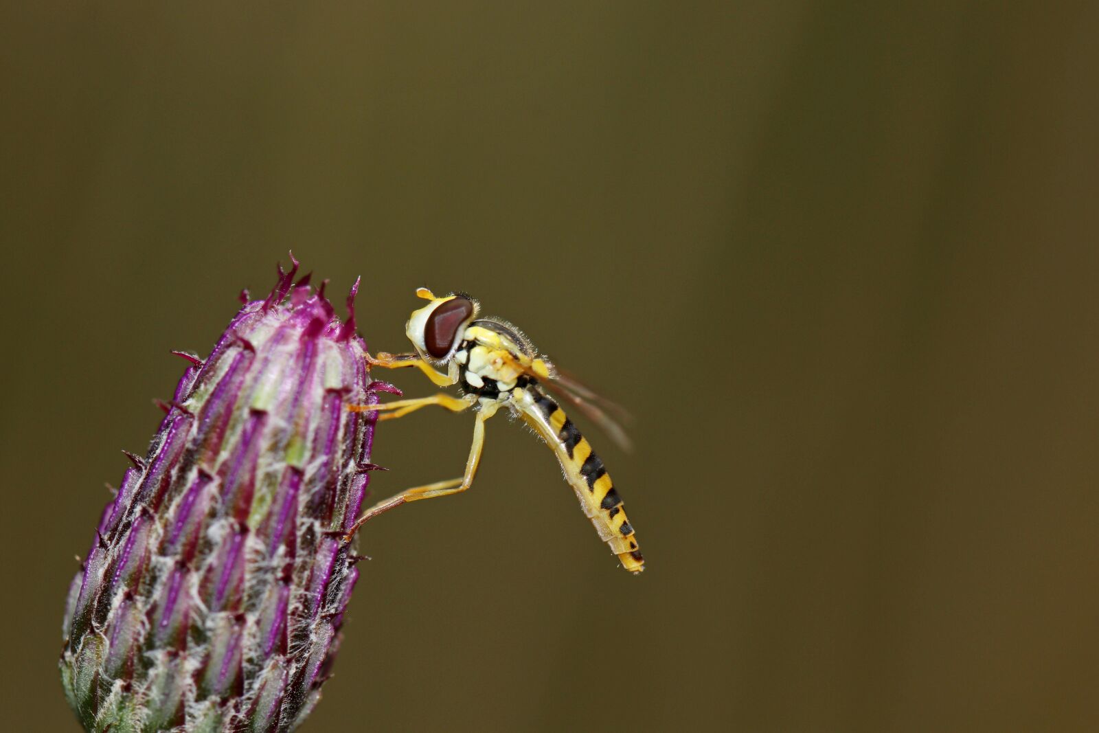 Canon EOS 80D sample photo. Insect, flower, nature photography