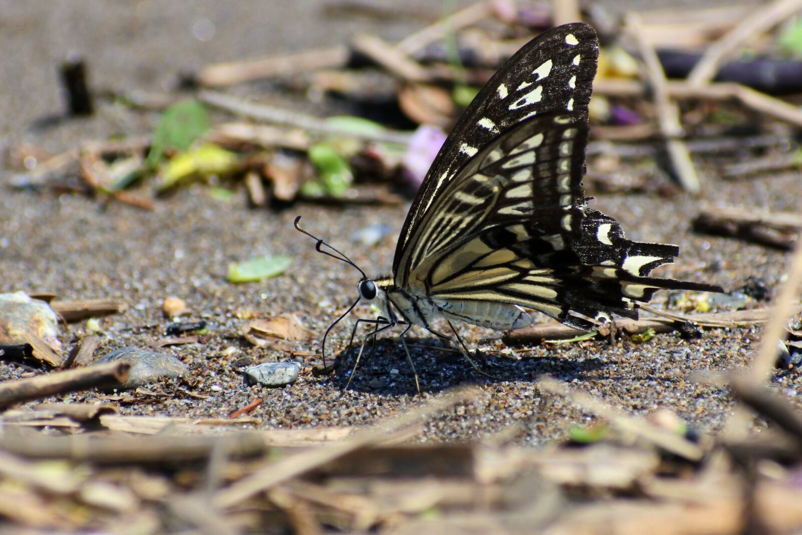 VR 70-300mm f/4.5-6.3G sample photo. Natural, landscape, insect photography
