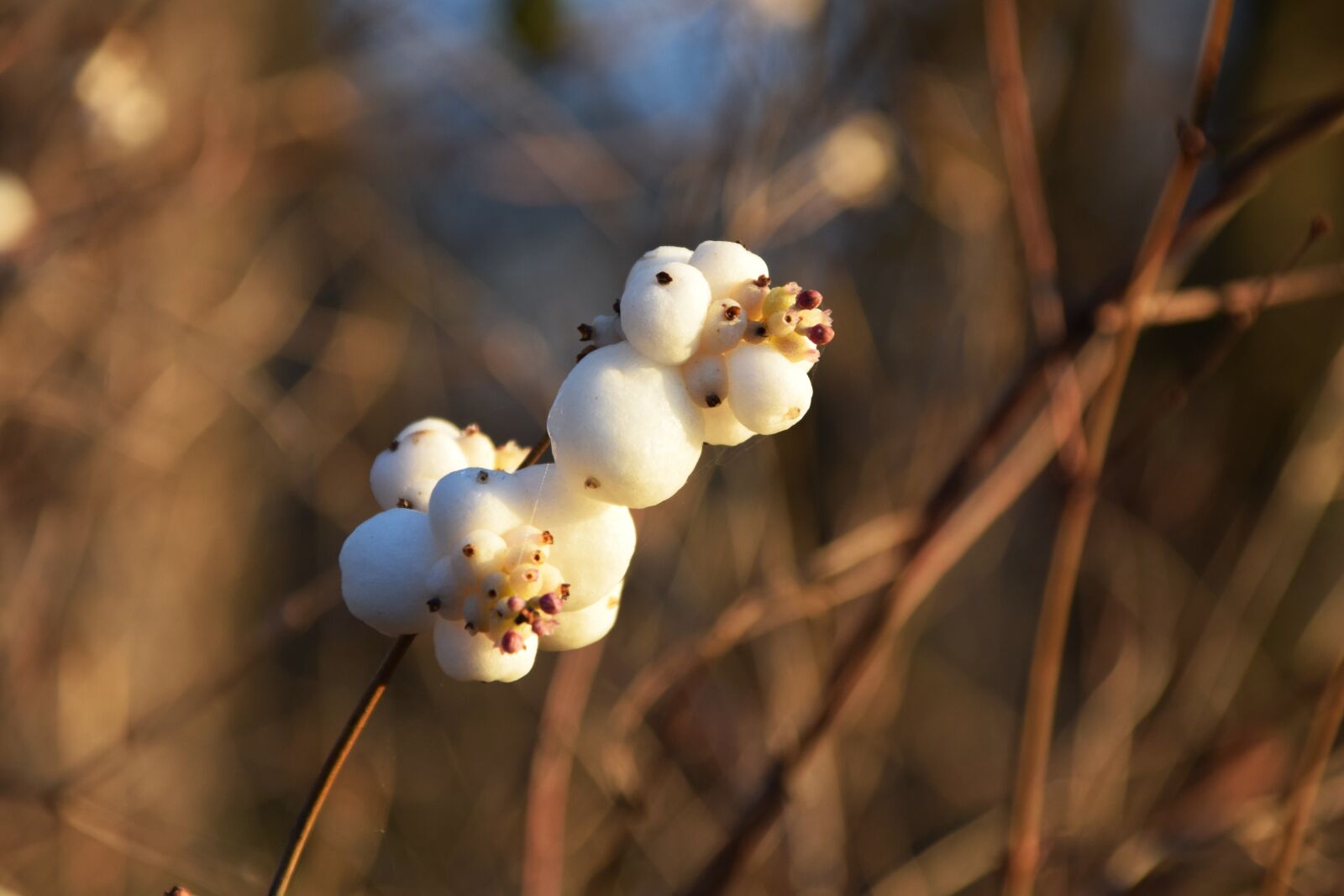 Nikon D3300 sample photo. Snow berry, knallerbsenstrauch, snowberry photography