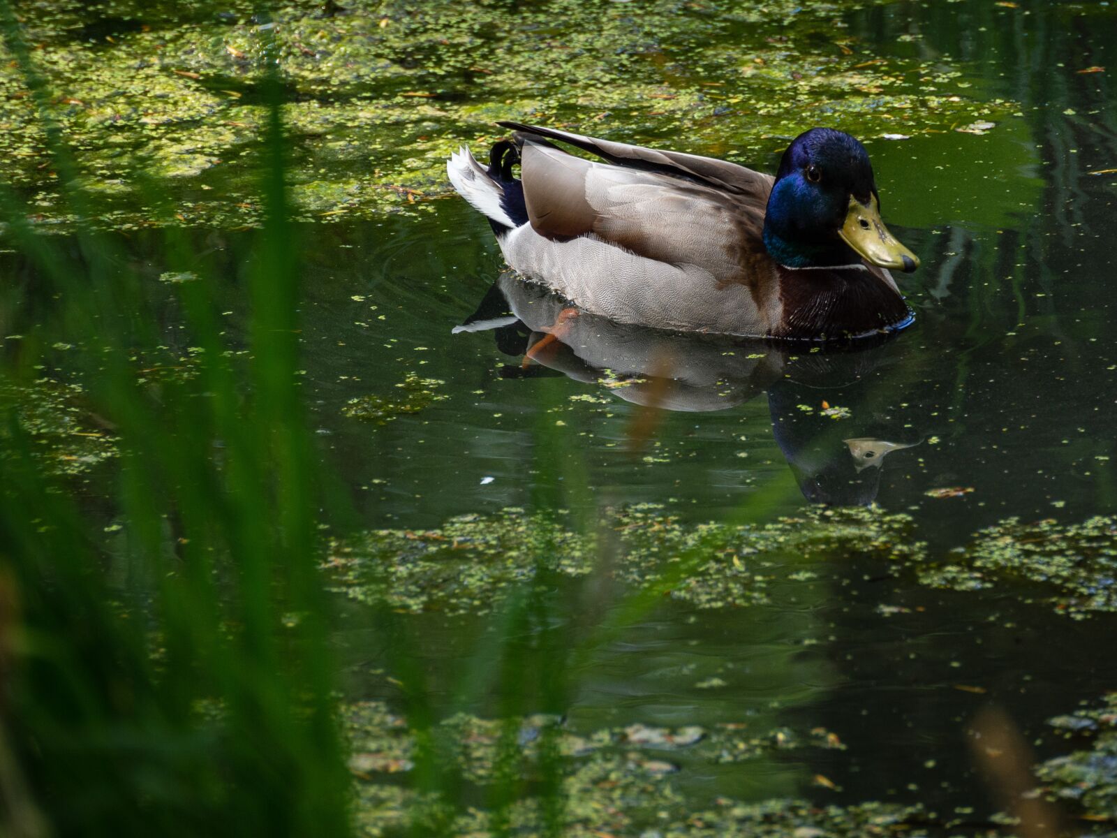 Olympus OM-D E-M10 III sample photo. Drake, fauna, nature photography