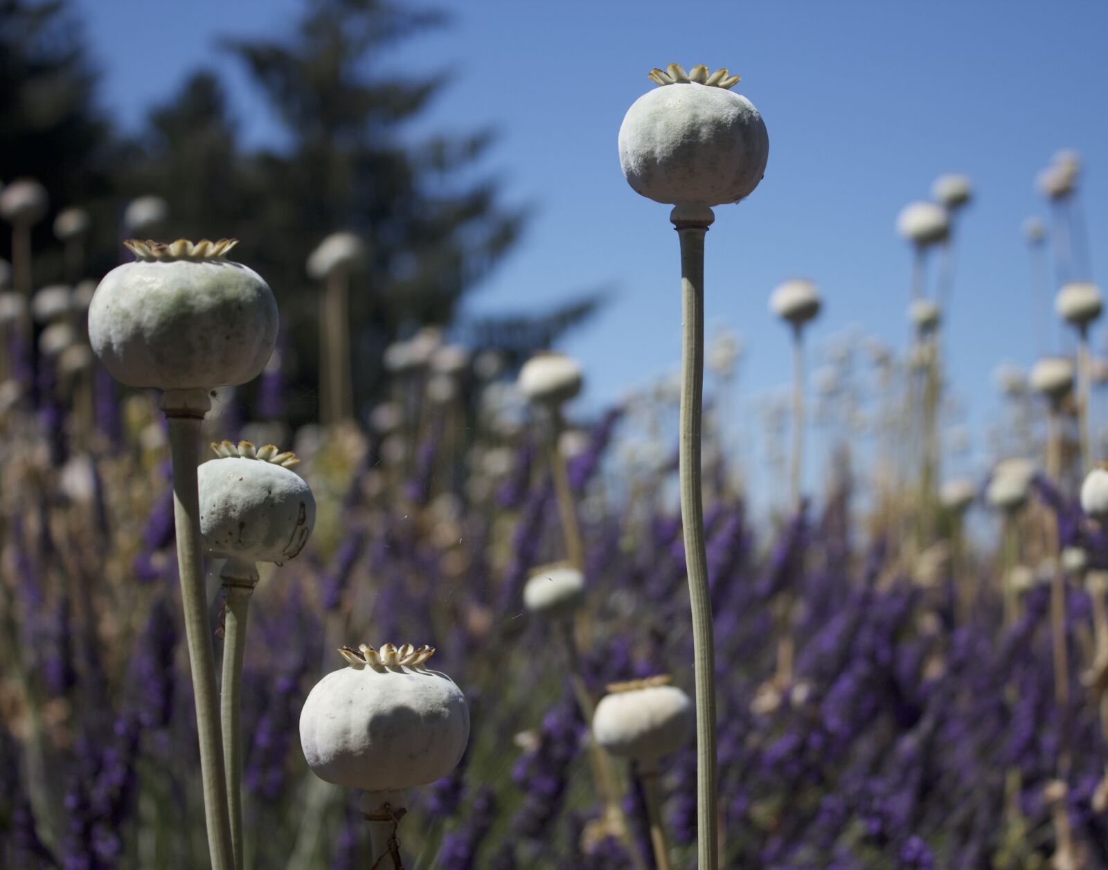 Canon EOS 550D (EOS Rebel T2i / EOS Kiss X4) sample photo. Poppy buds, buds, flower photography