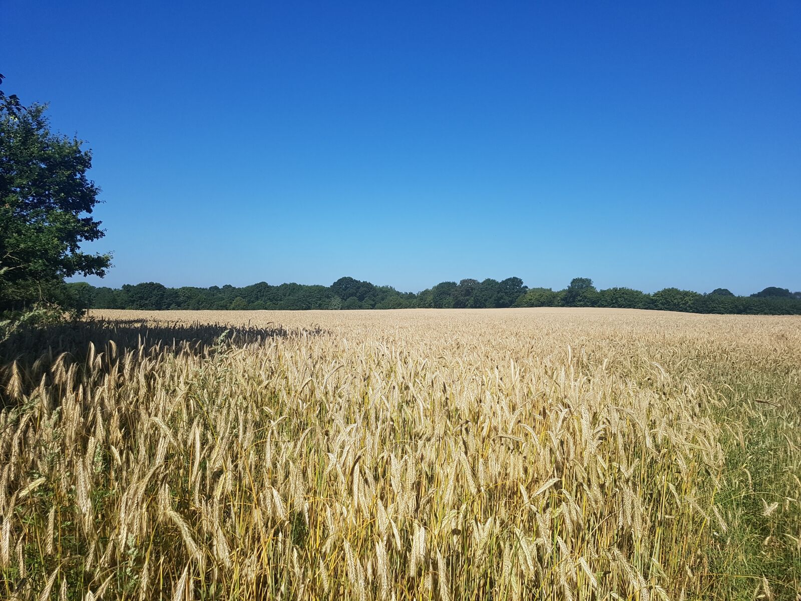 Samsung Galaxy S7 Edge sample photo. Cornfield, sky, nature photography