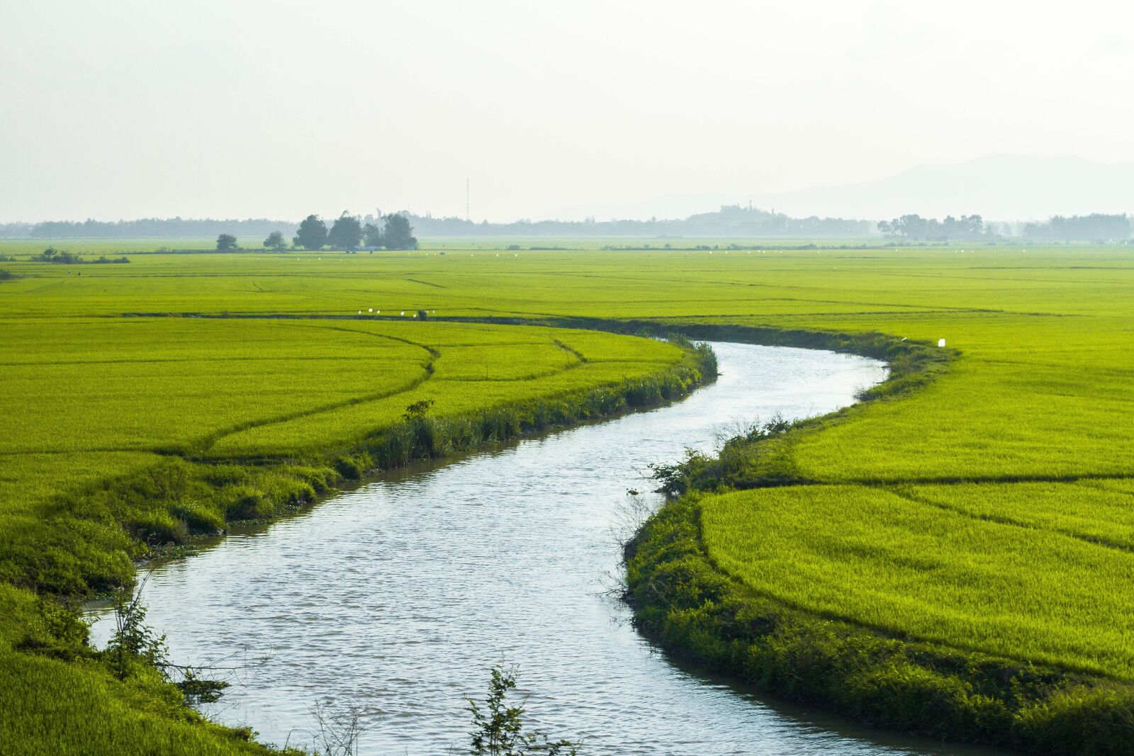 Canon EOS 7D + Canon EF 50mm F1.8 II sample photo. Country, nature, rice photography
