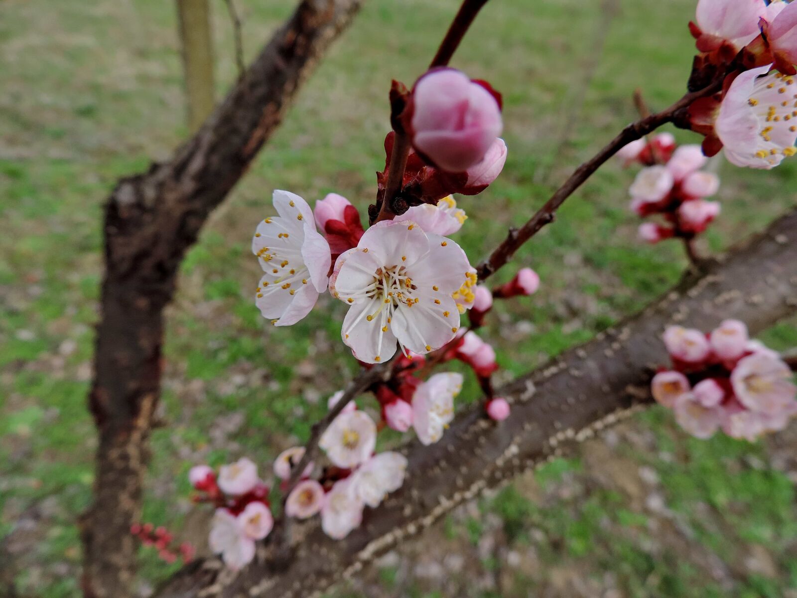 Nikon Coolpix P520 sample photo. Branch, ecology, flower garden photography