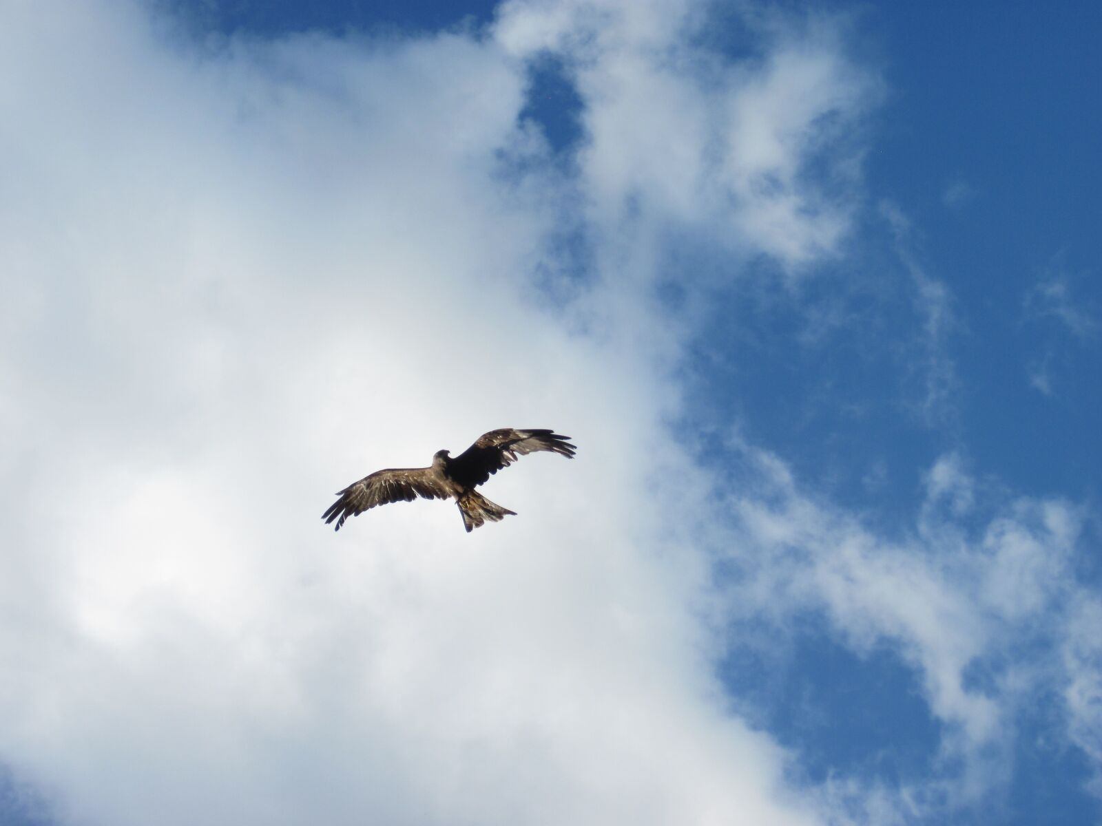 Canon PowerShot D10 sample photo. Bird of prey, bird photography