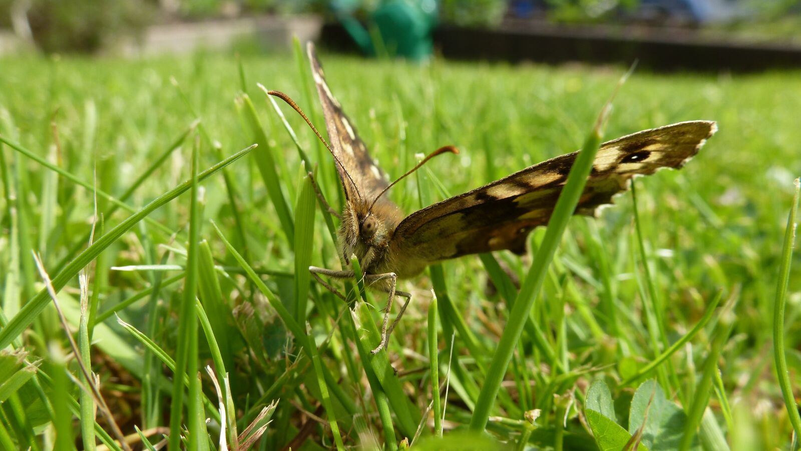 Panasonic DMC-TZ19 sample photo. Butterfly, creature, insect photography