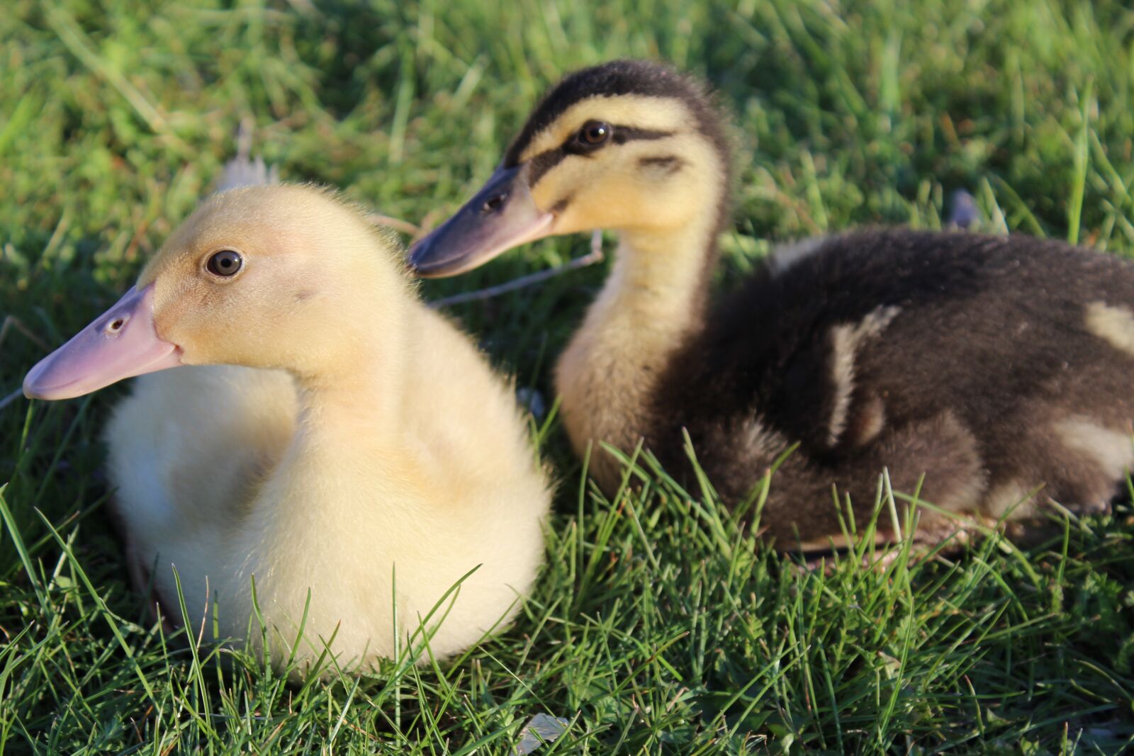 Canon EOS 1200D (EOS Rebel T5 / EOS Kiss X70 / EOS Hi) sample photo. Ducks, spring, grass photography