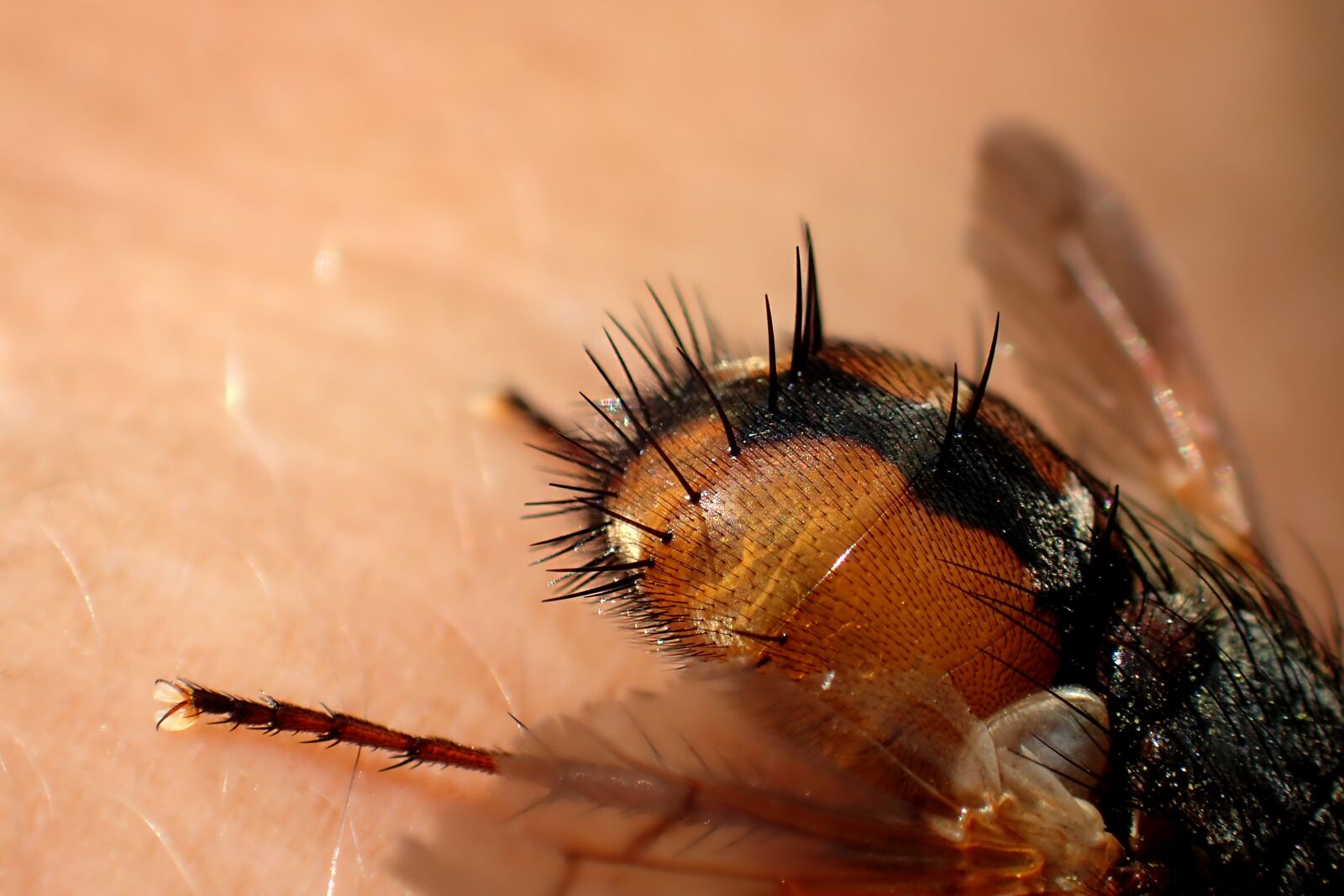 Olympus TG-3 sample photo. Insect, fly, close up photography