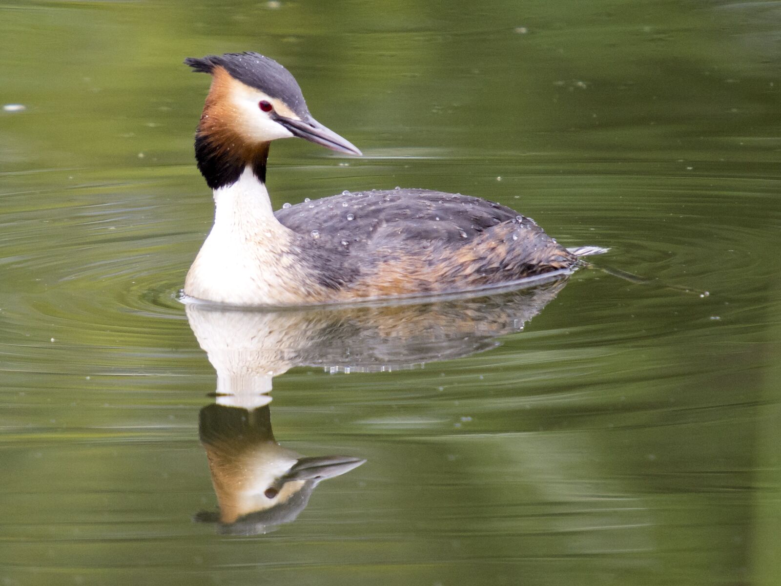 Olympus E-5 sample photo. Great crested grebe, water photography