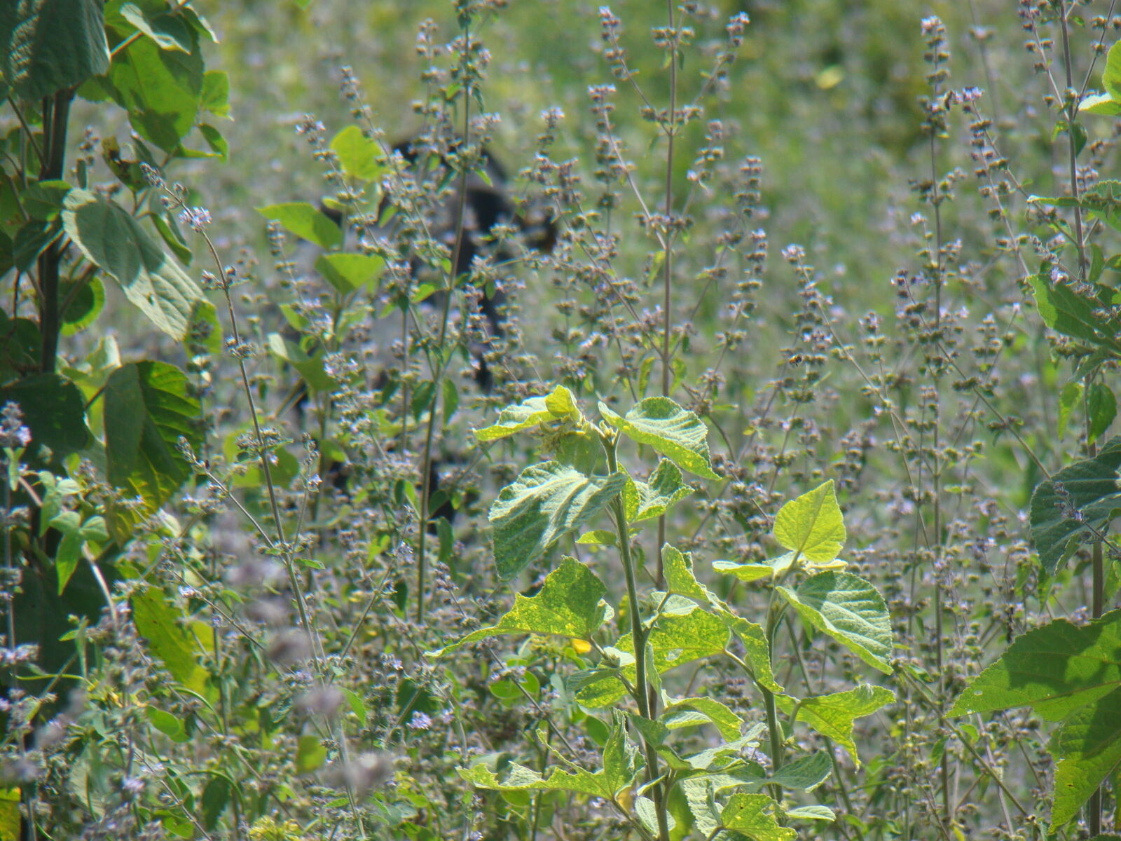 Sony Cyber-shot DSC-H50 sample photo. Plants with black cow photography
