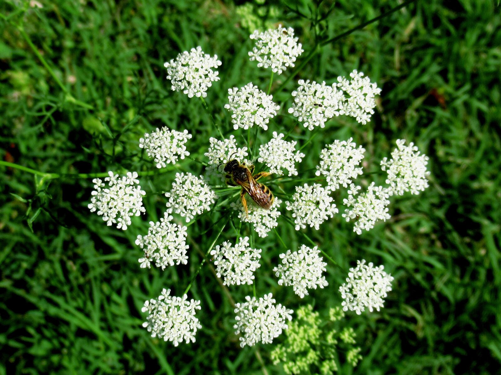 Canon PowerShot SX620 HS sample photo. Flower, inflorescence, bee photography