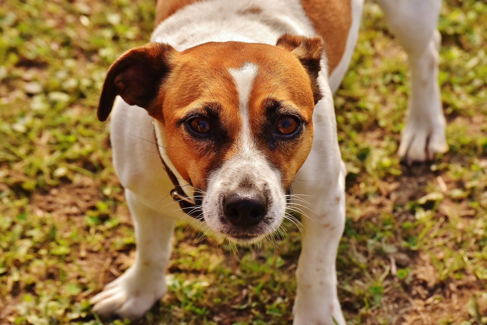 Nikon D7200 sample photo. Jack russell, terrier, play photography