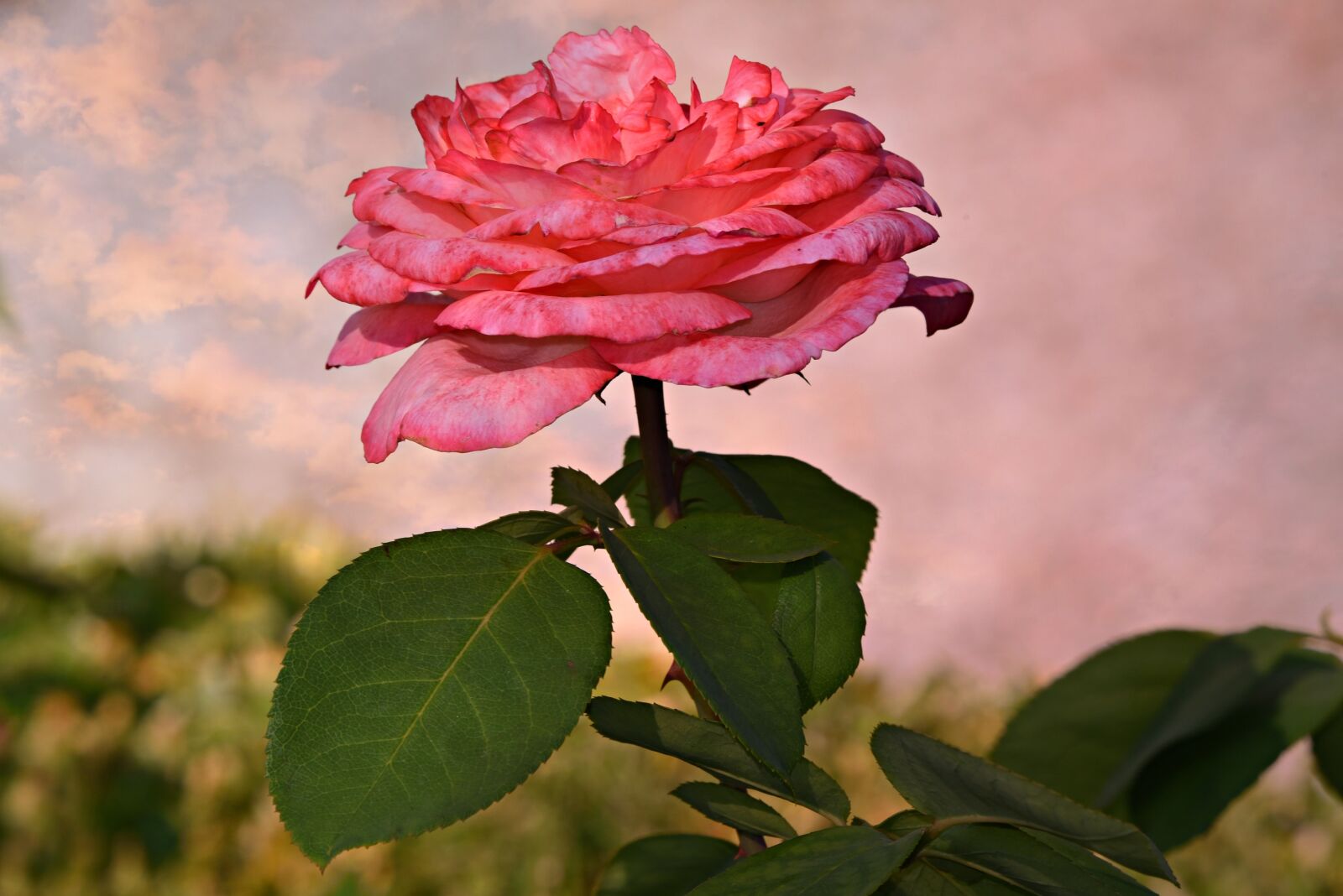 Nikon D750 sample photo. Pink rose, flower, plant photography