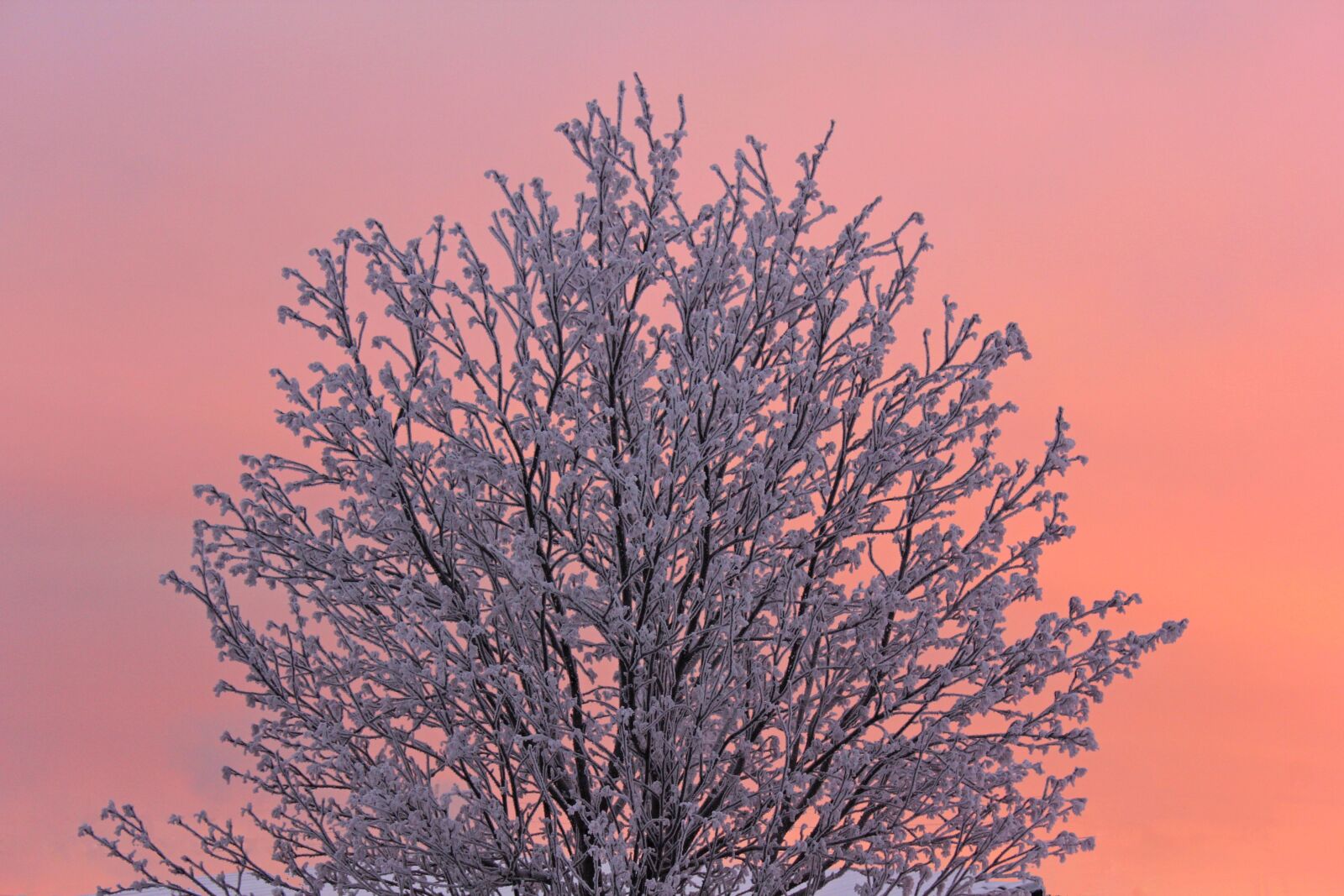 Canon EOS 60D sample photo. Tree, winter, leann photography