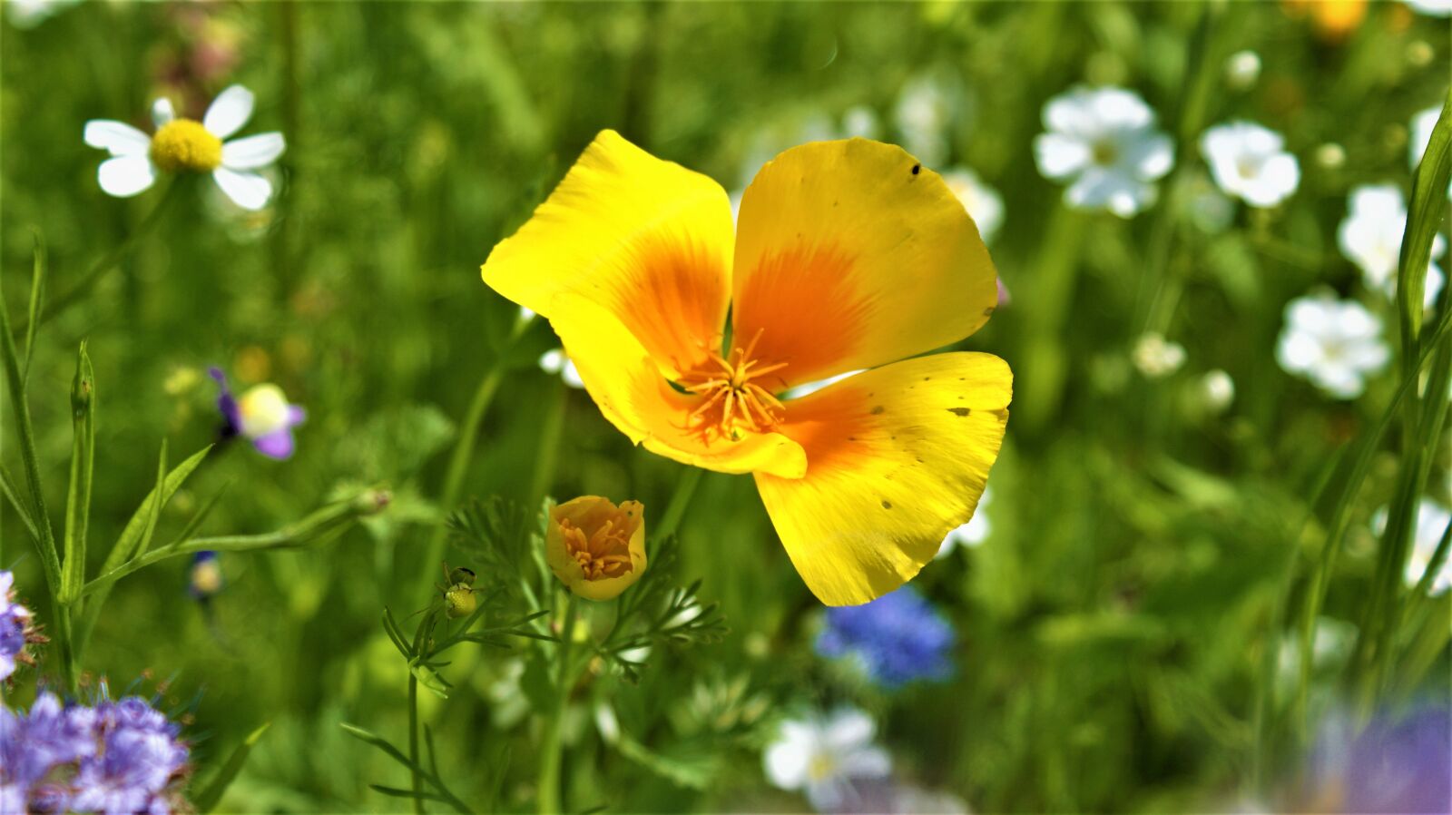Sony Alpha DSLR-A350 sample photo. Flowers, field flowers, nature photography