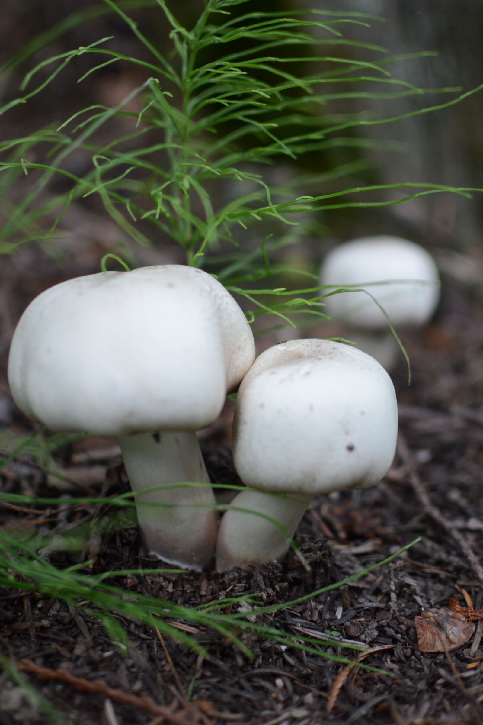 Nikon D7100 sample photo. Mushrooms, wild mushrooms, fungus photography
