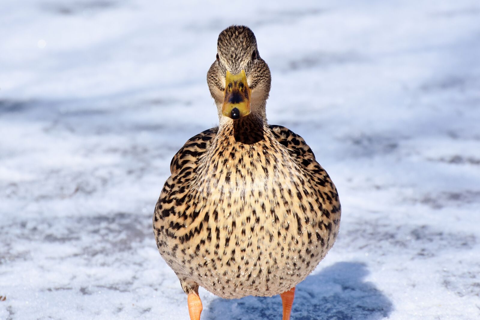Nikon D7200 sample photo. Duck, water bird, mallard photography
