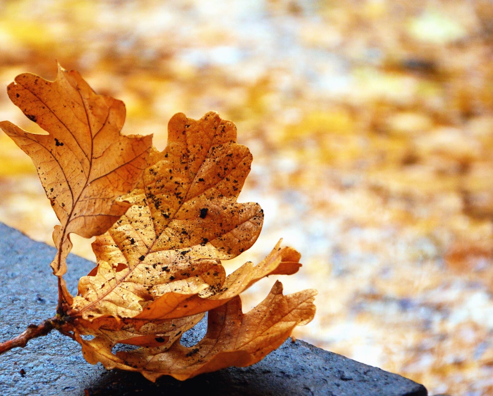 Nikon D5200 sample photo. Concrete, autumn, plant, sidewalk photography