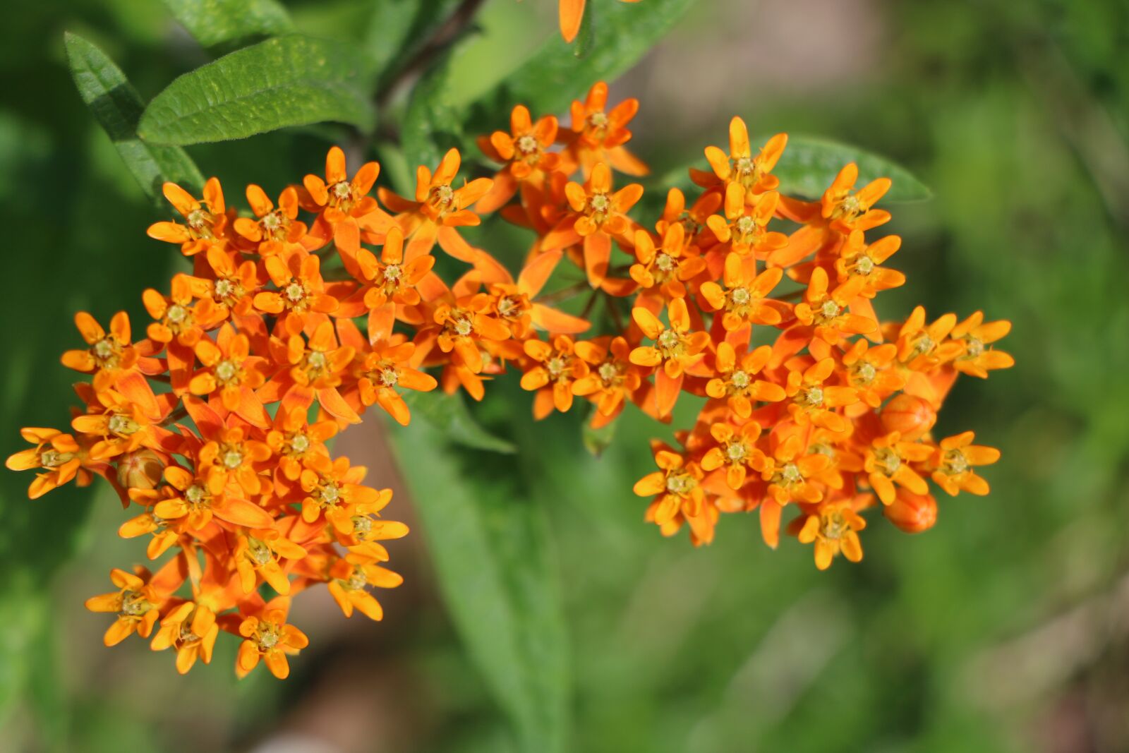Canon EOS 70D sample photo. Flower, nature, summer photography