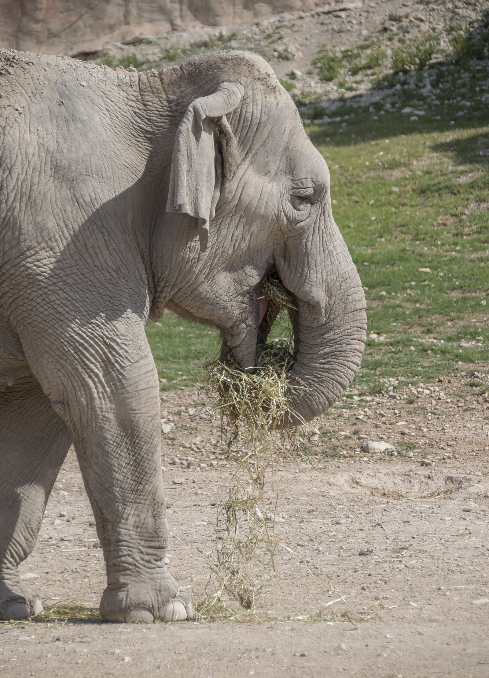 Nikon D3200 sample photo. Elephant, mammal, wildlife photography