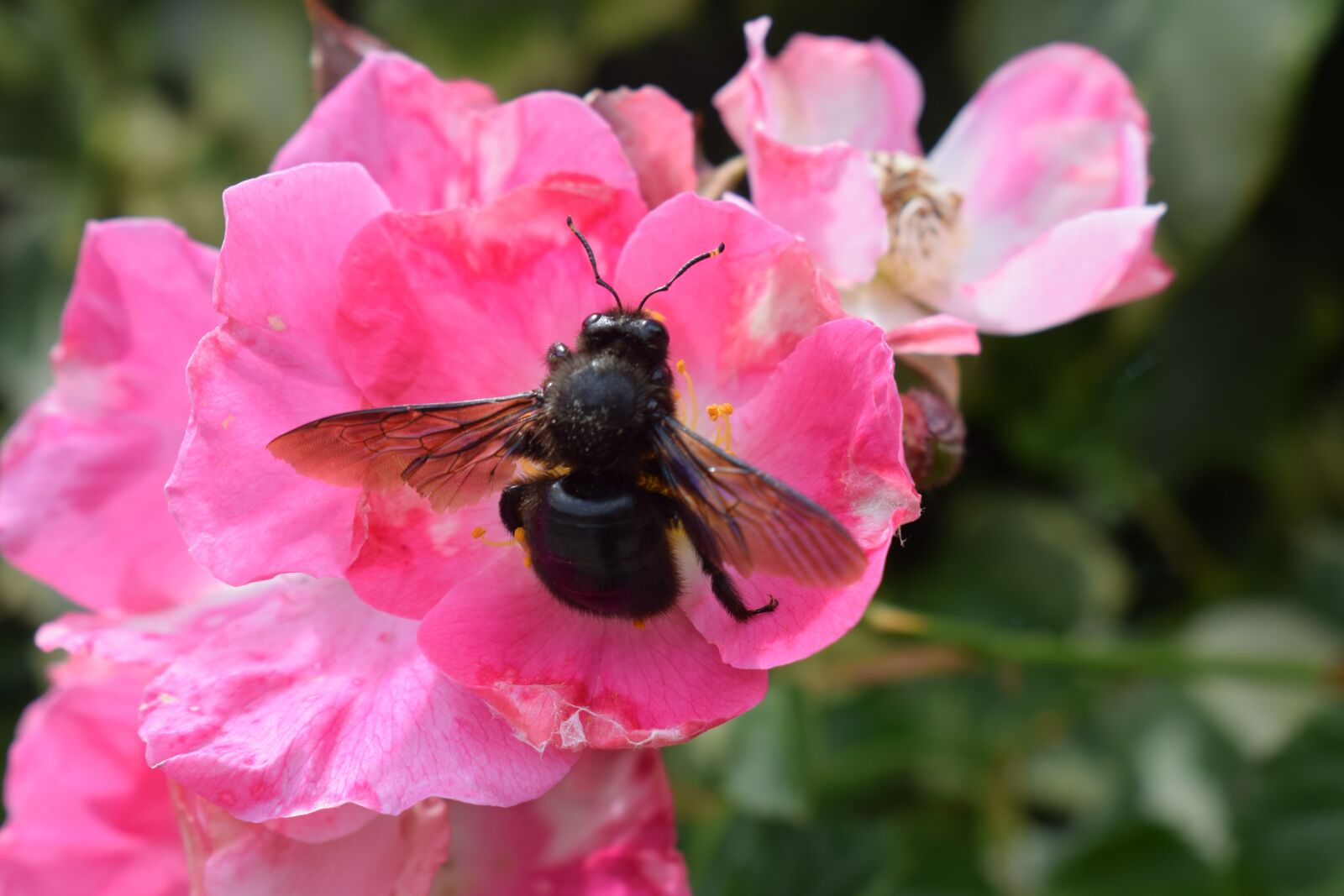 Nikon D3300 sample photo. Pink, flower, carpenter bee photography