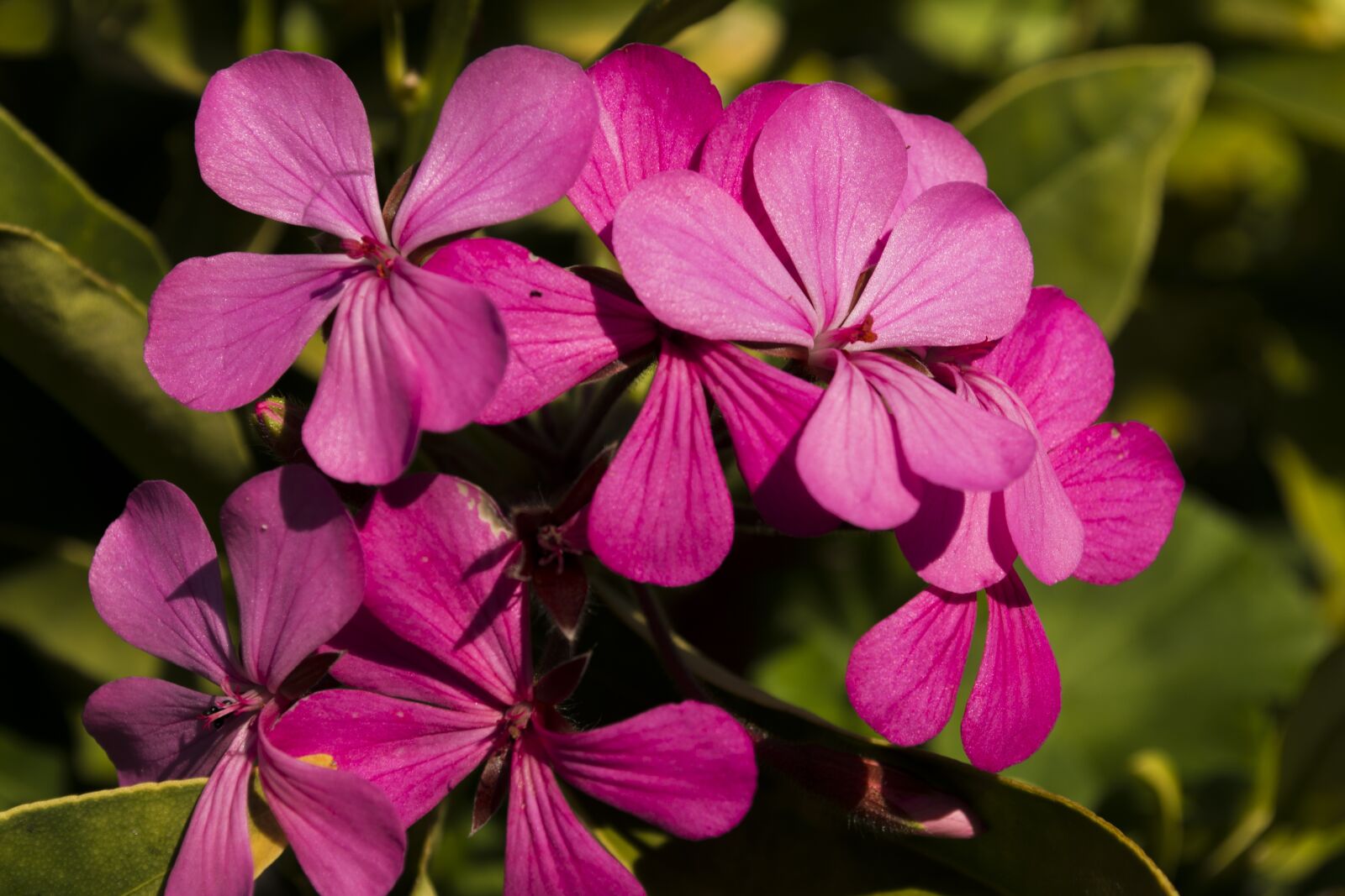 Nikon D800 sample photo. Plant, nature, bloom photography