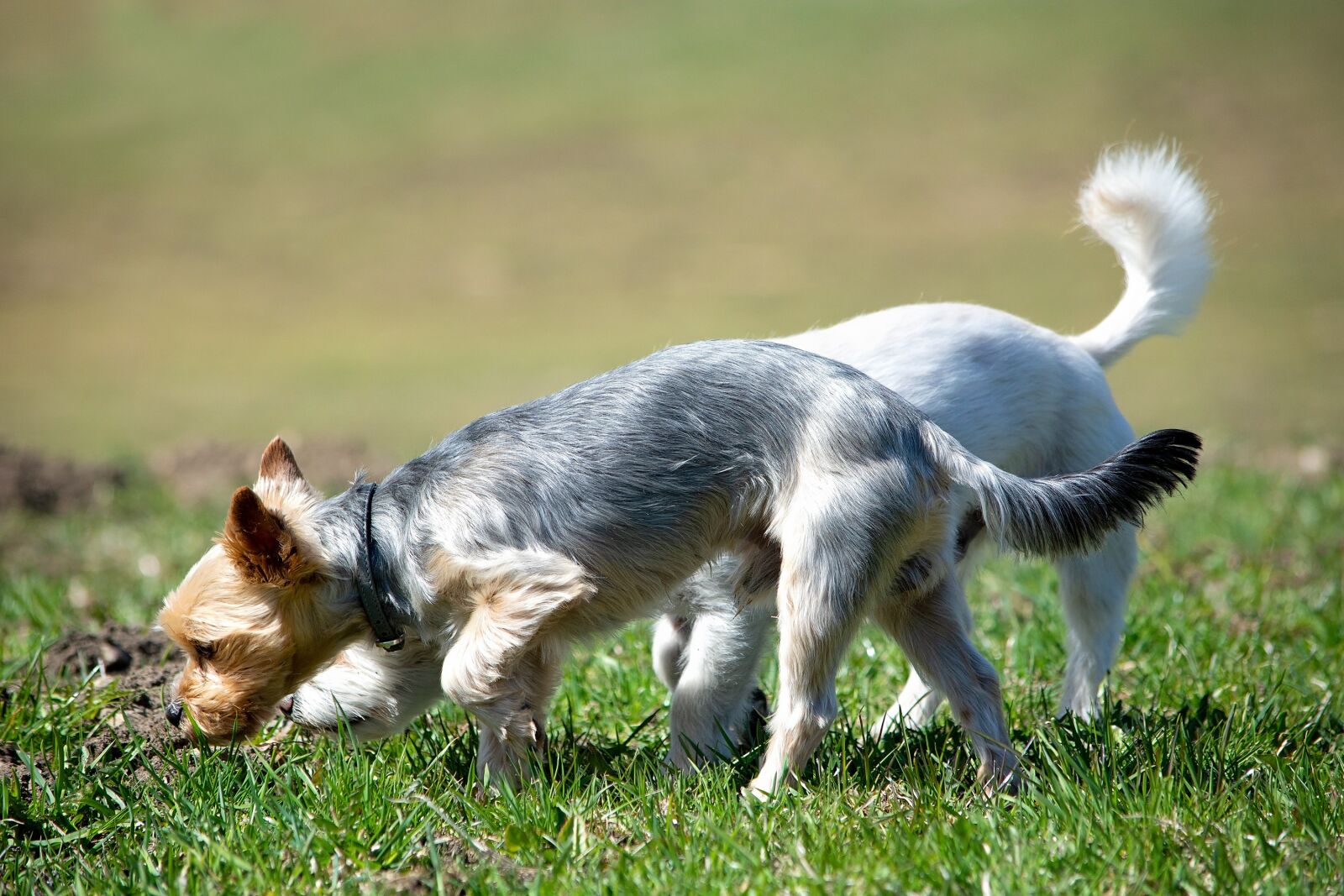 Nikon D7100 sample photo. Dogs, out, meadow photography