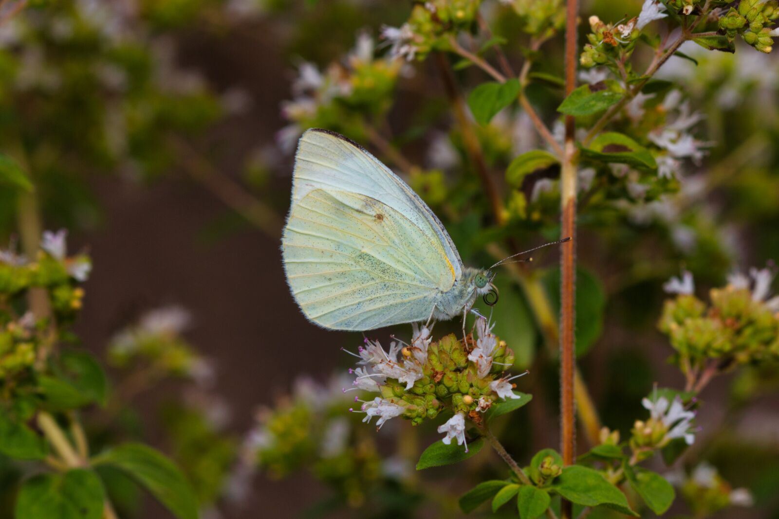 Canon EOS 70D + Canon EF 100mm F2.8 Macro USM sample photo. Cabbage butterfly, butterfly, insect photography