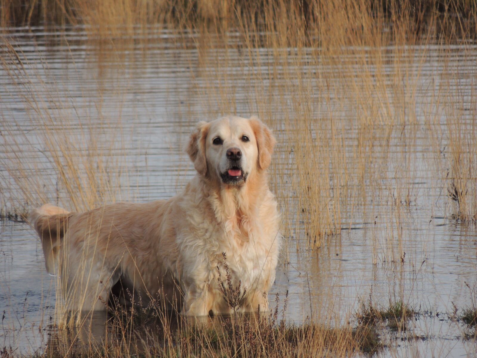 Nikon Coolpix P510 sample photo. Golden retriever, dog, pet photography