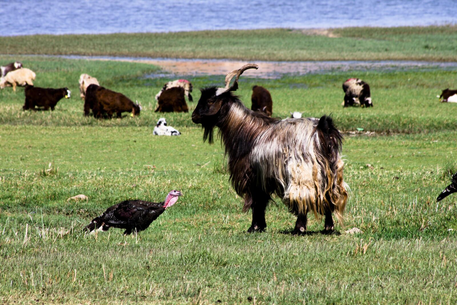 Canon EOS 500D (EOS Rebel T1i / EOS Kiss X3) sample photo. Nature, landscape, goat photography
