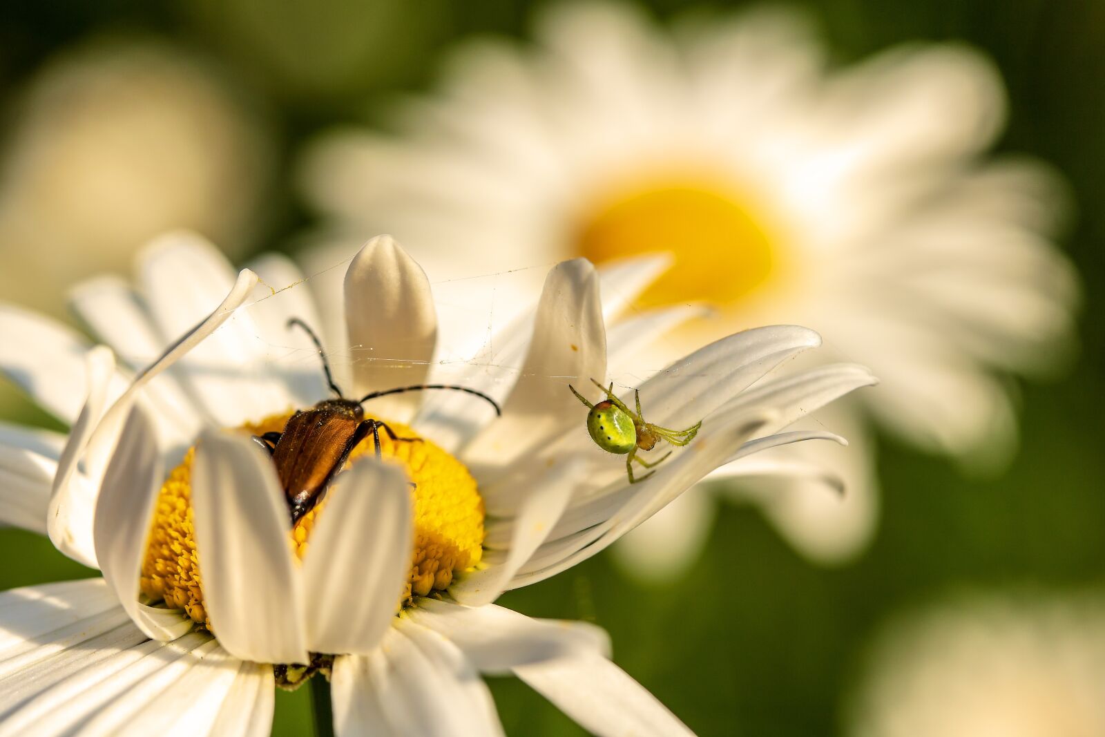 Canon EOS 750D (EOS Rebel T6i / EOS Kiss X8i) + Canon EF-S 60mm F2.8 Macro USM sample photo. Pumpkin spider, araniella cucurbitina photography