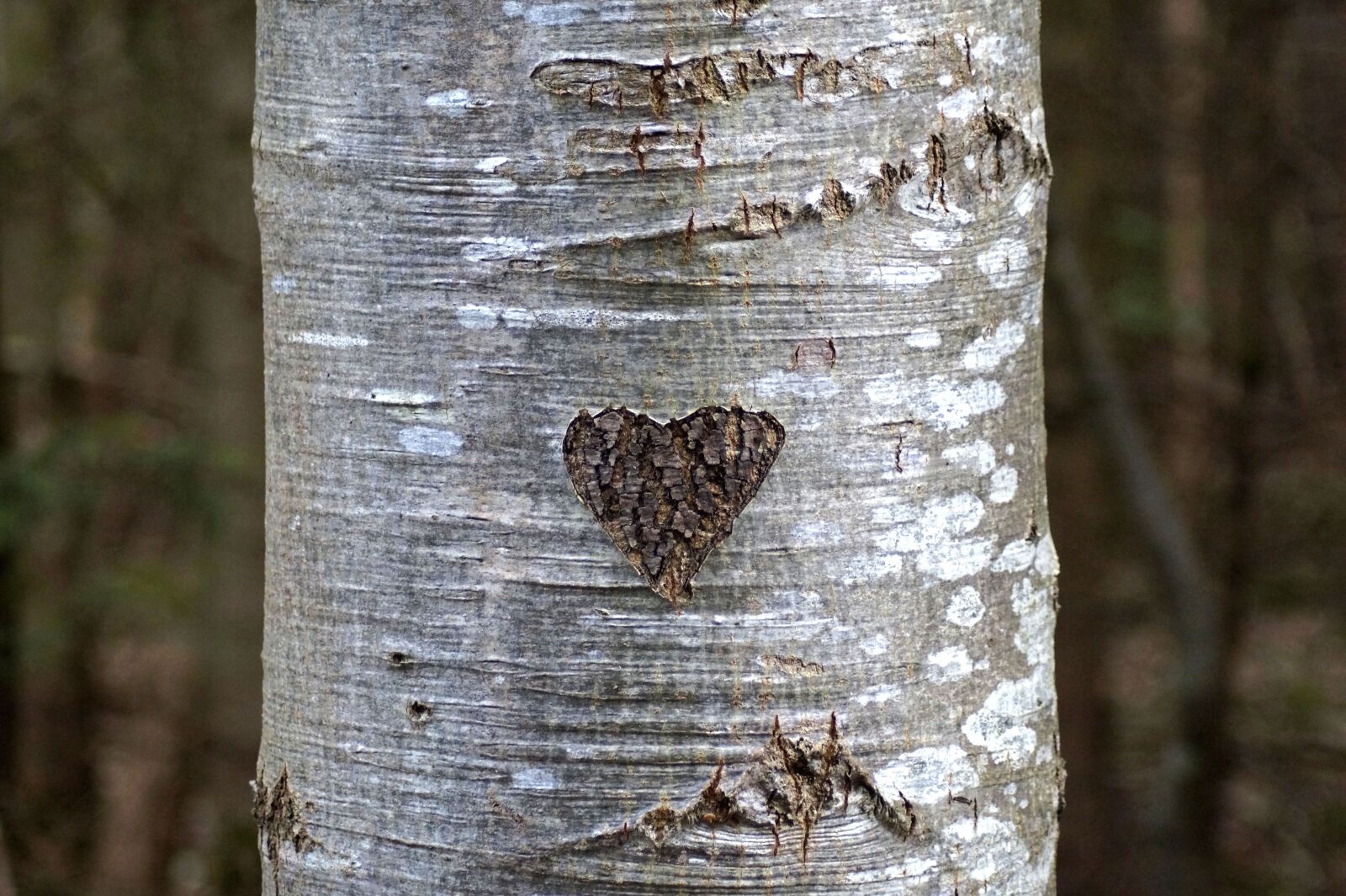 Sony SLT-A58 sample photo. Heart, tree bark, love photography